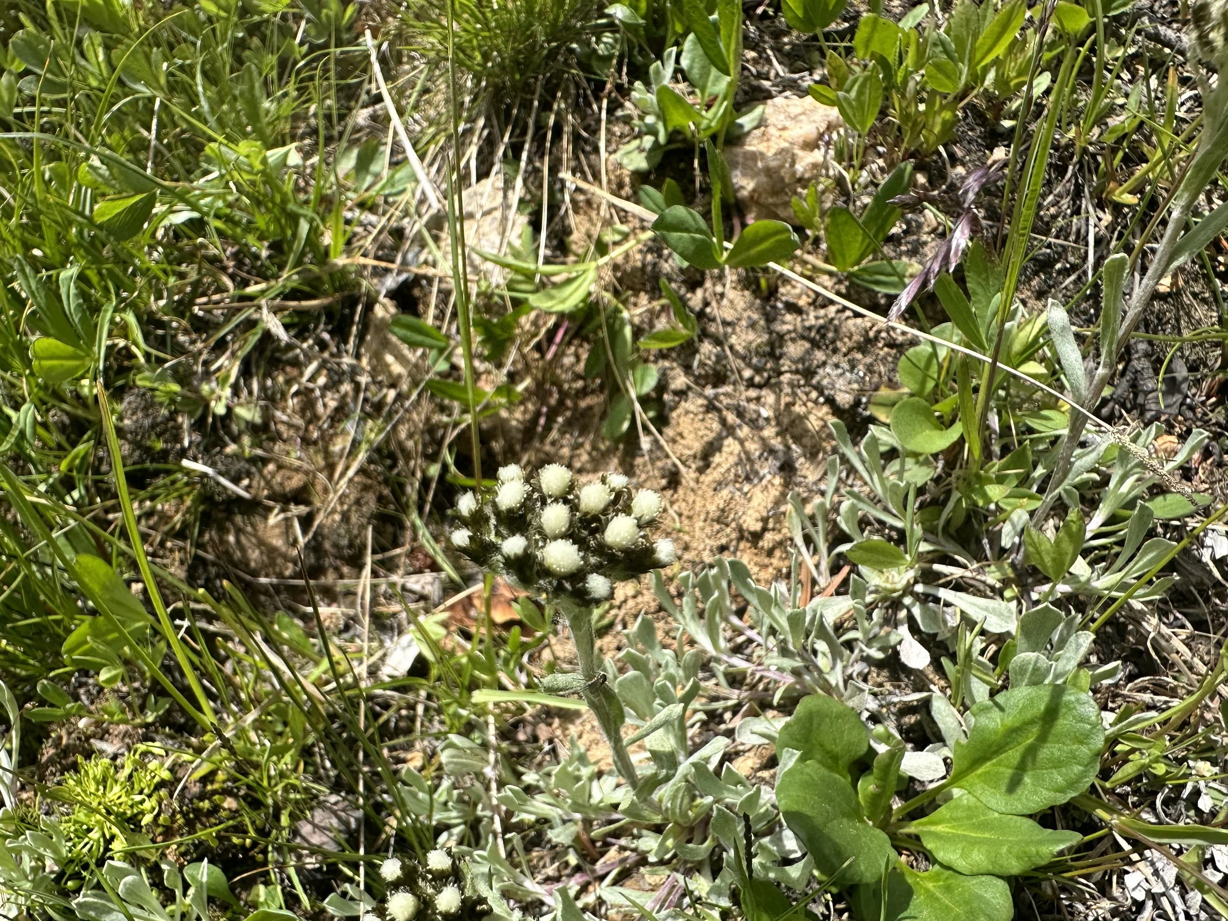 A Rocky Mountain namesake