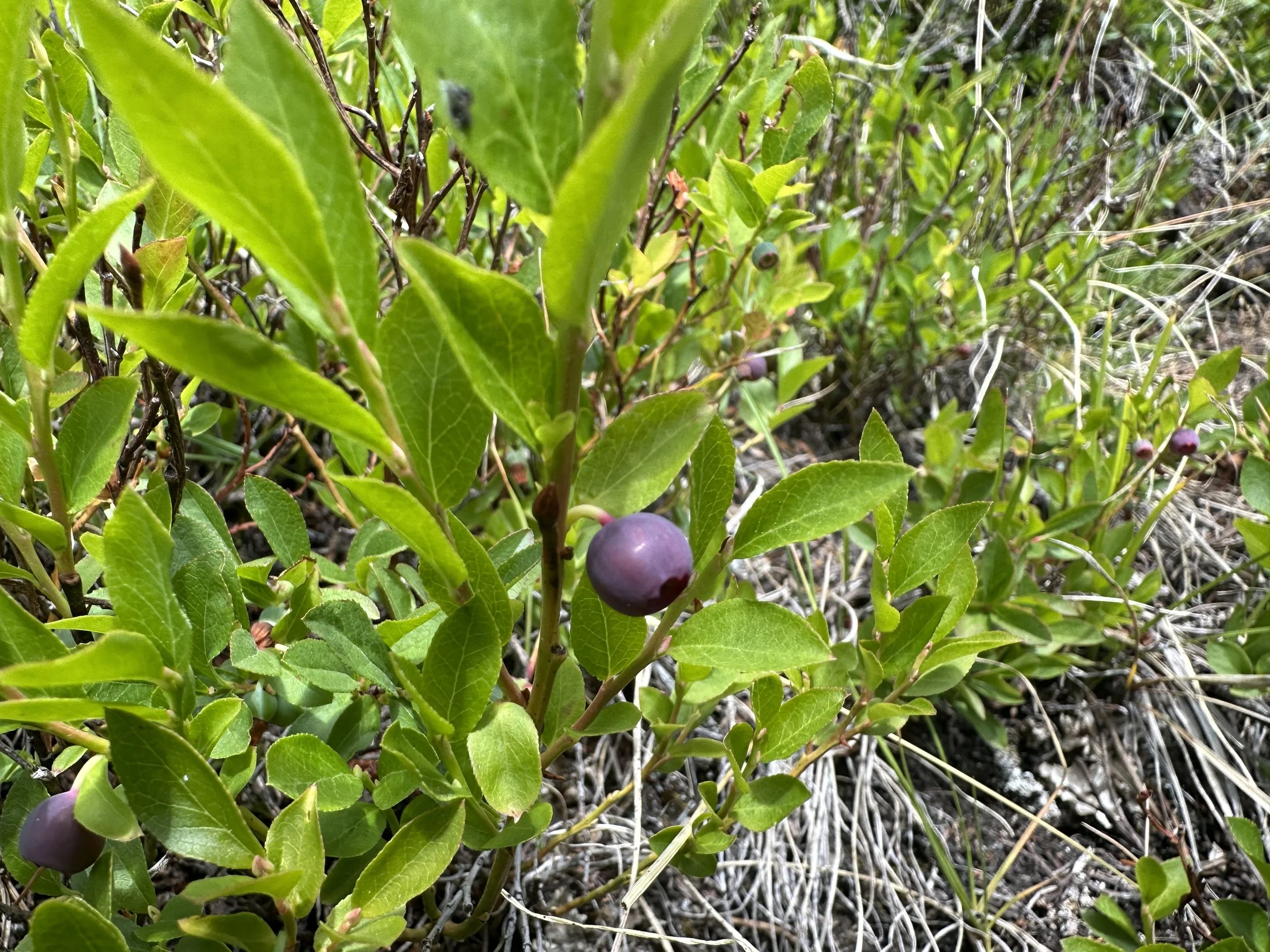 Bilberry time!
