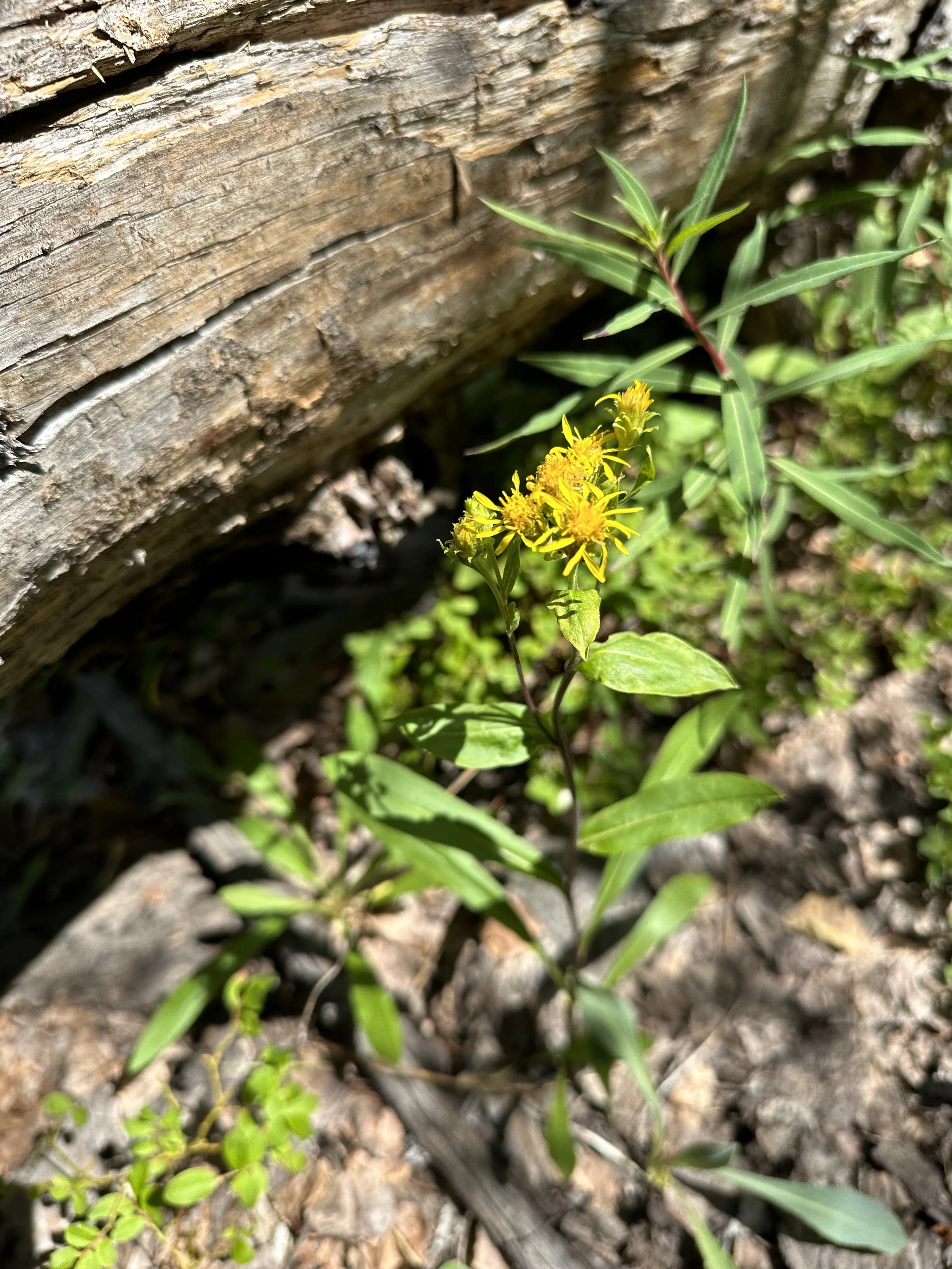 Grandaddy goldenrod
