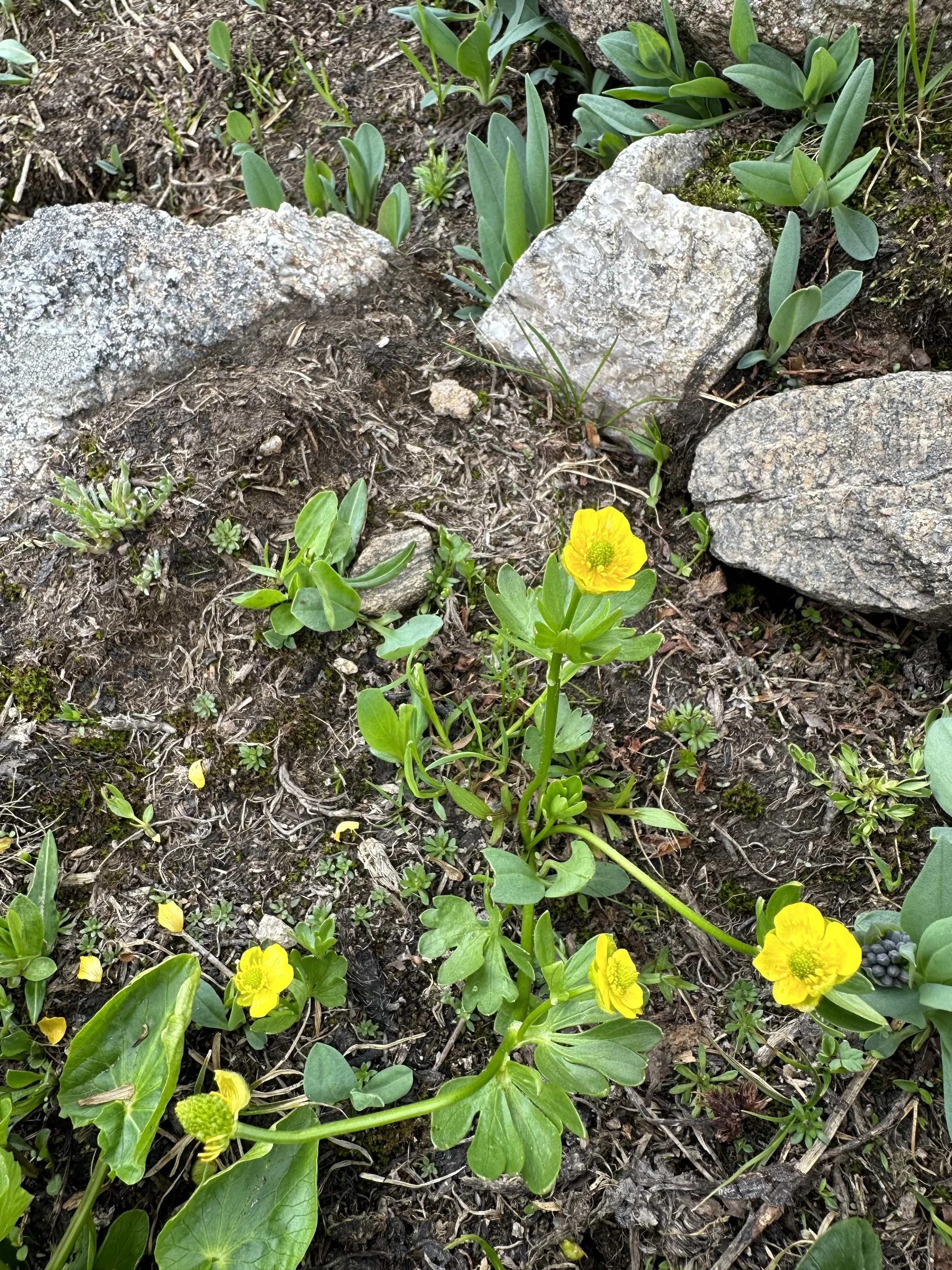 Another buttercup