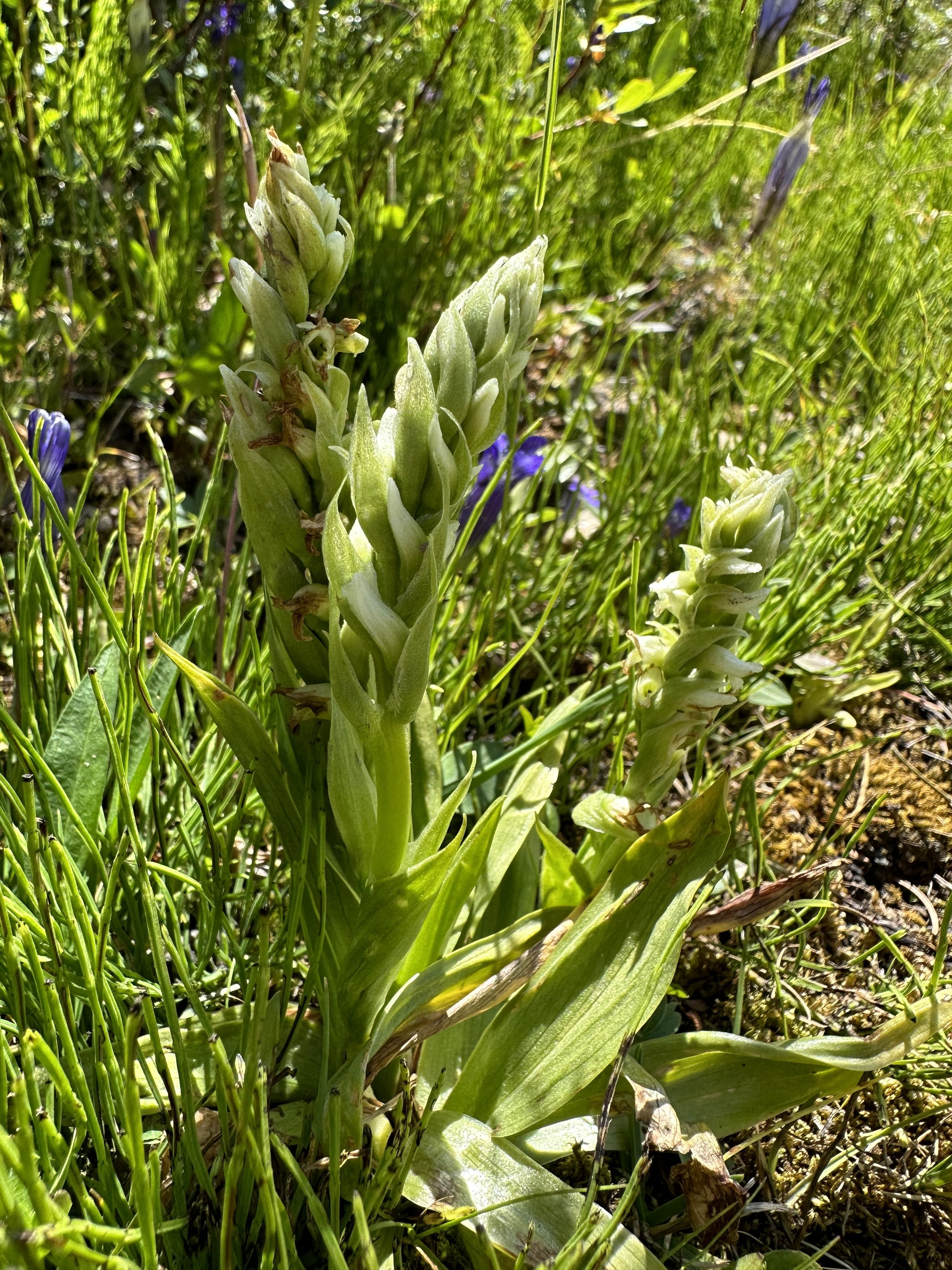 Late summer orchid