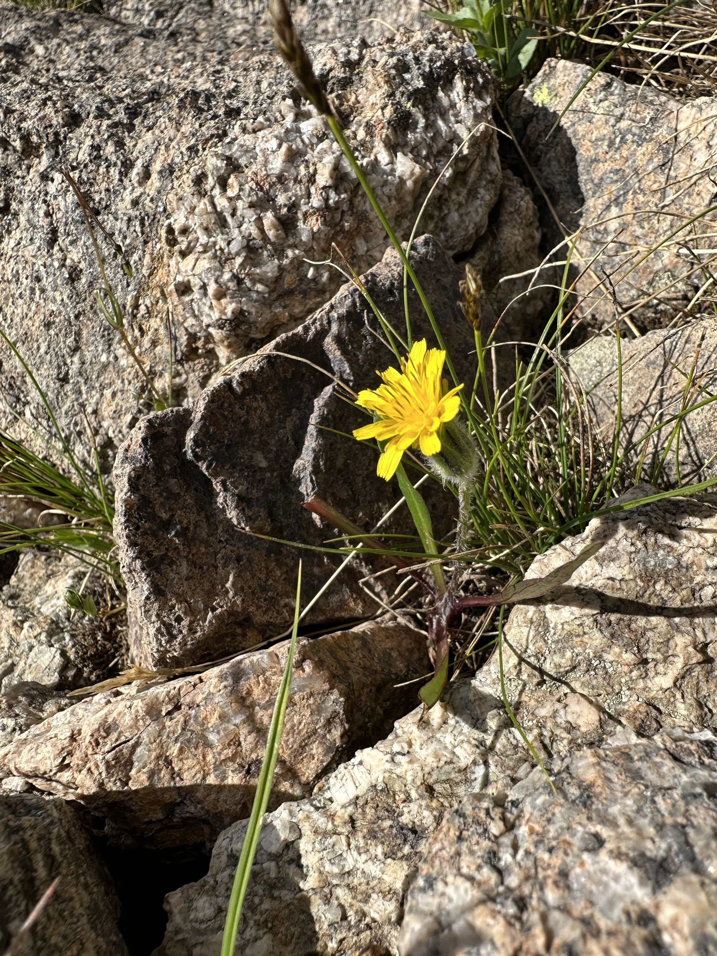 Dandelion lookalike