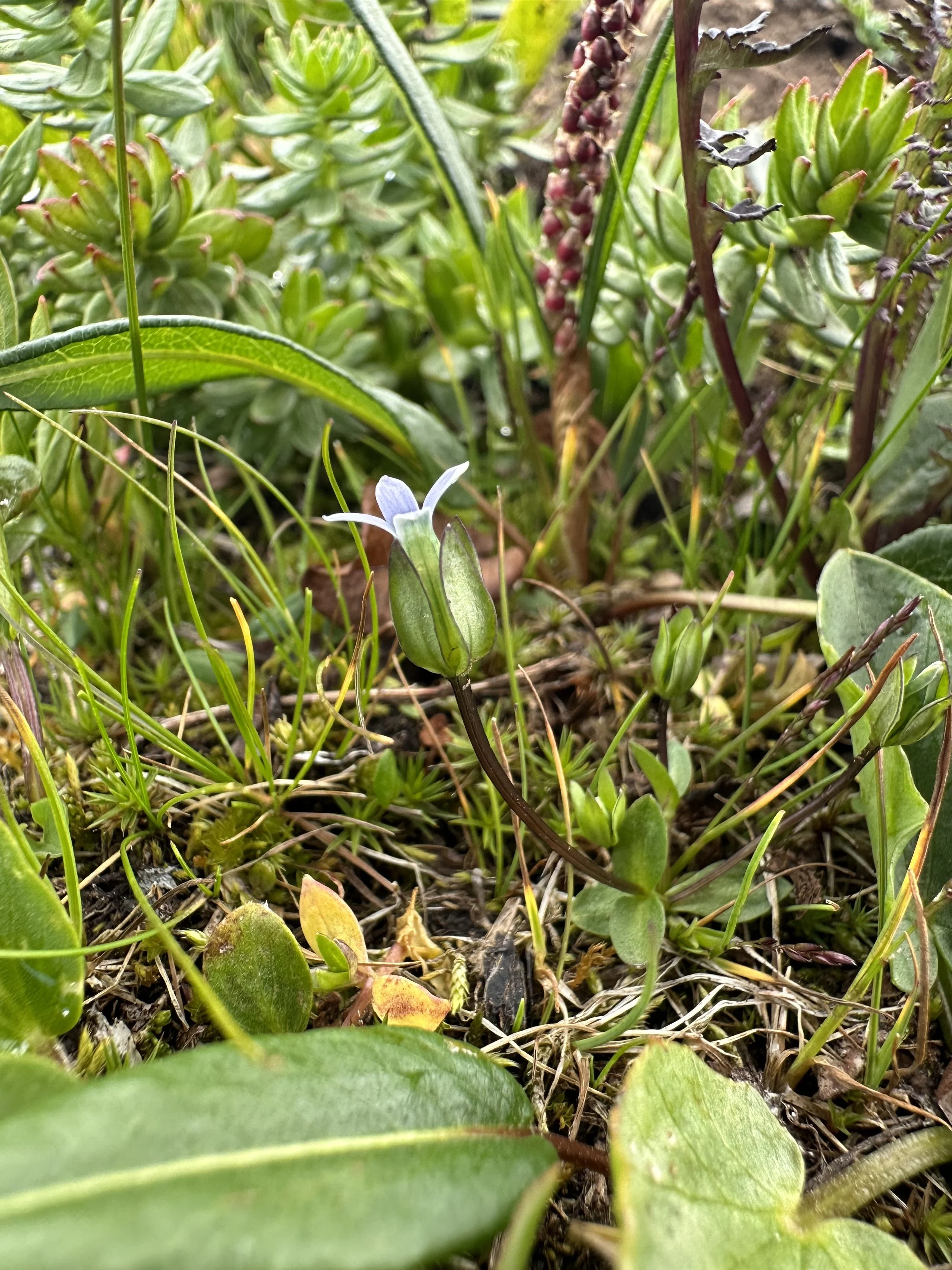 Our smallest gentian
