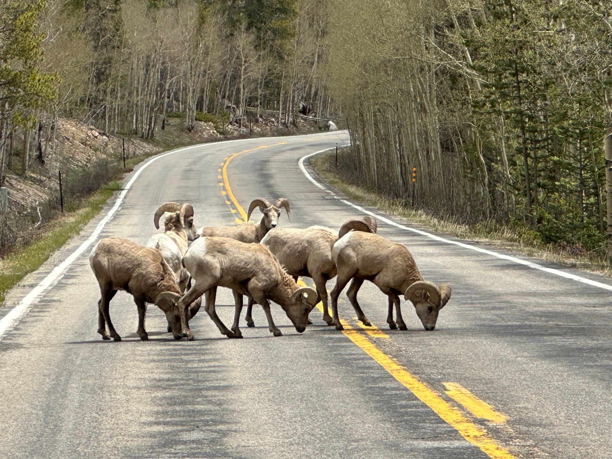 May: Bighorn sheep on Highway 82 east of the summit 