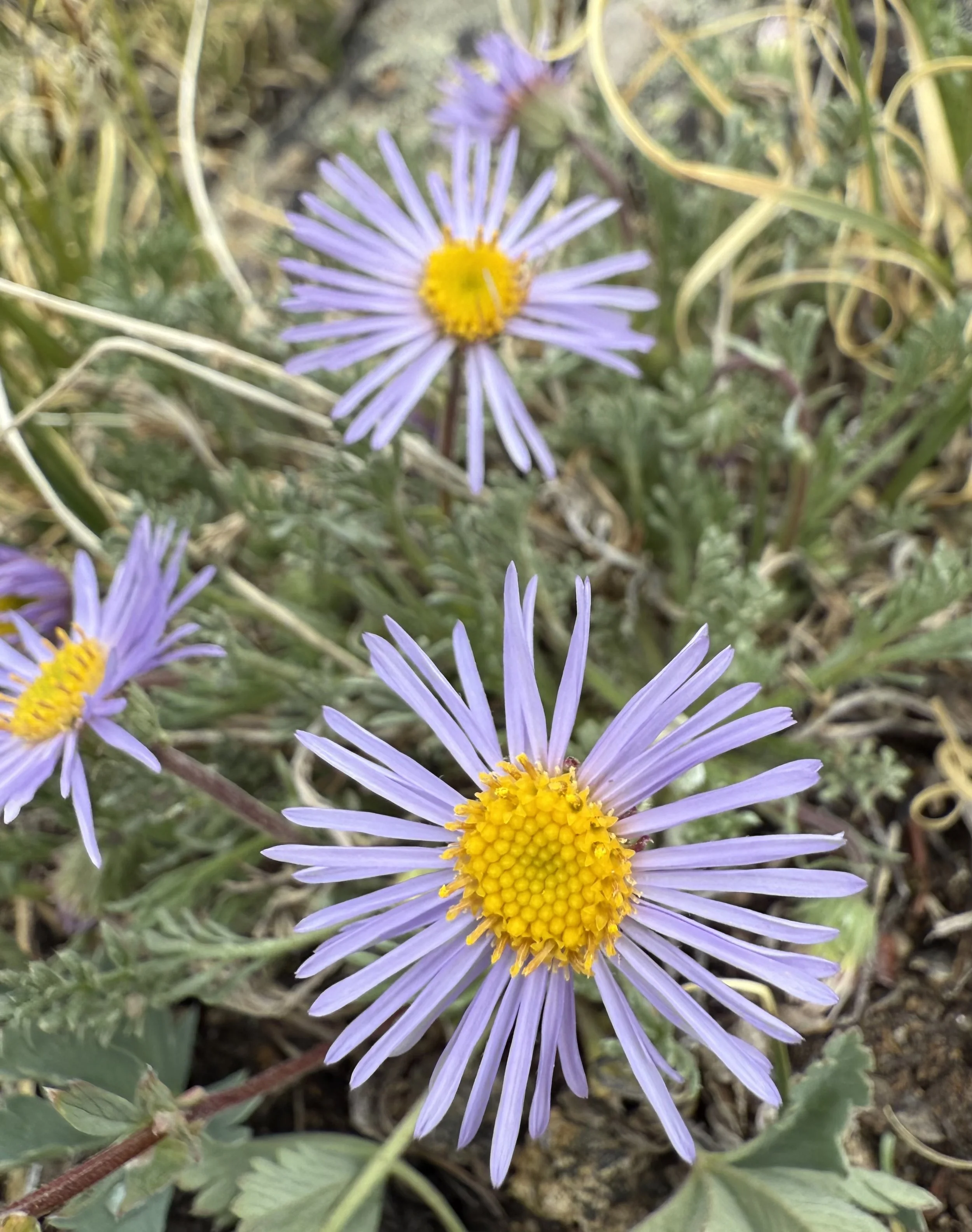 A daisy to delight in