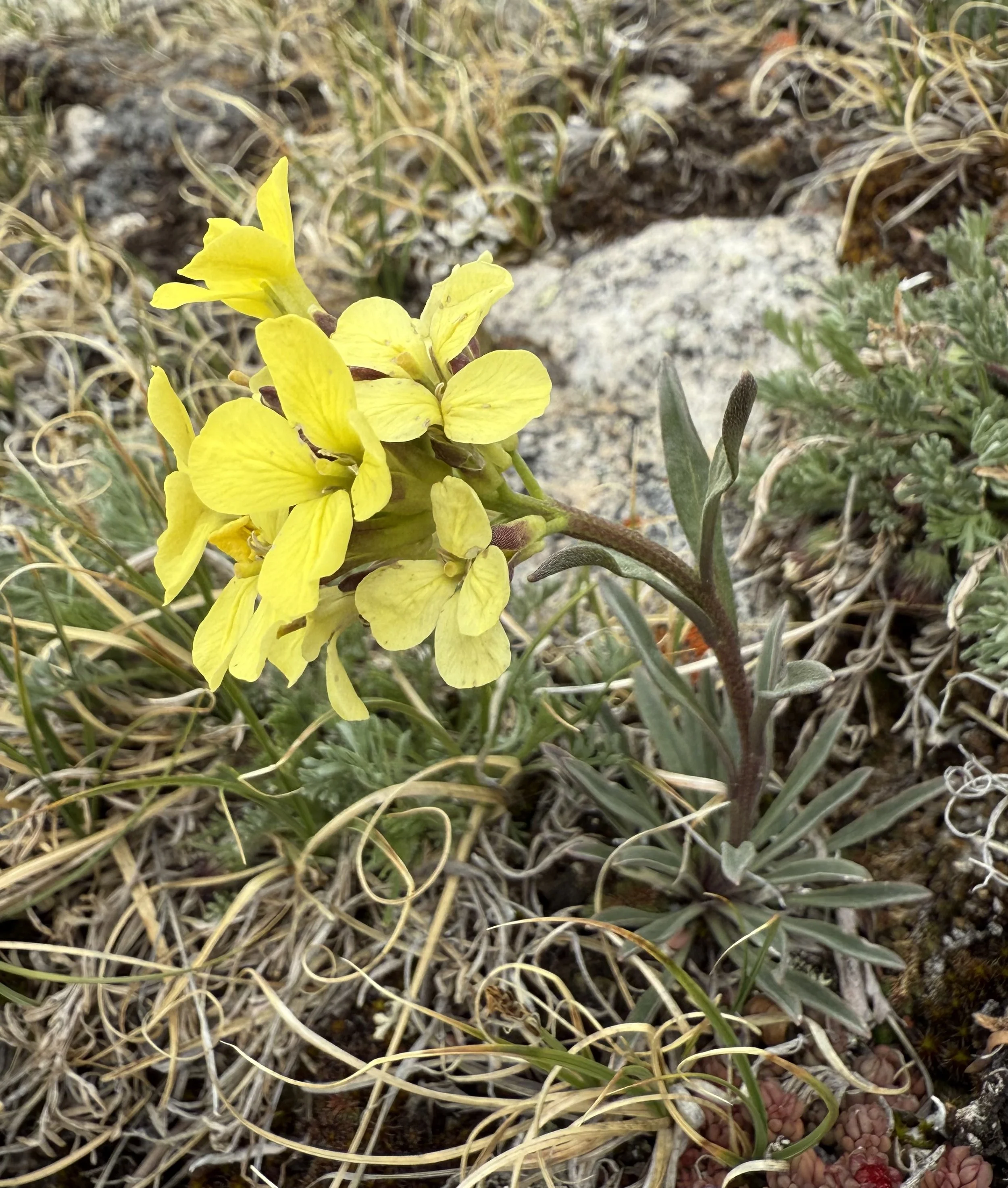 Yellow to the west, lavender to the east