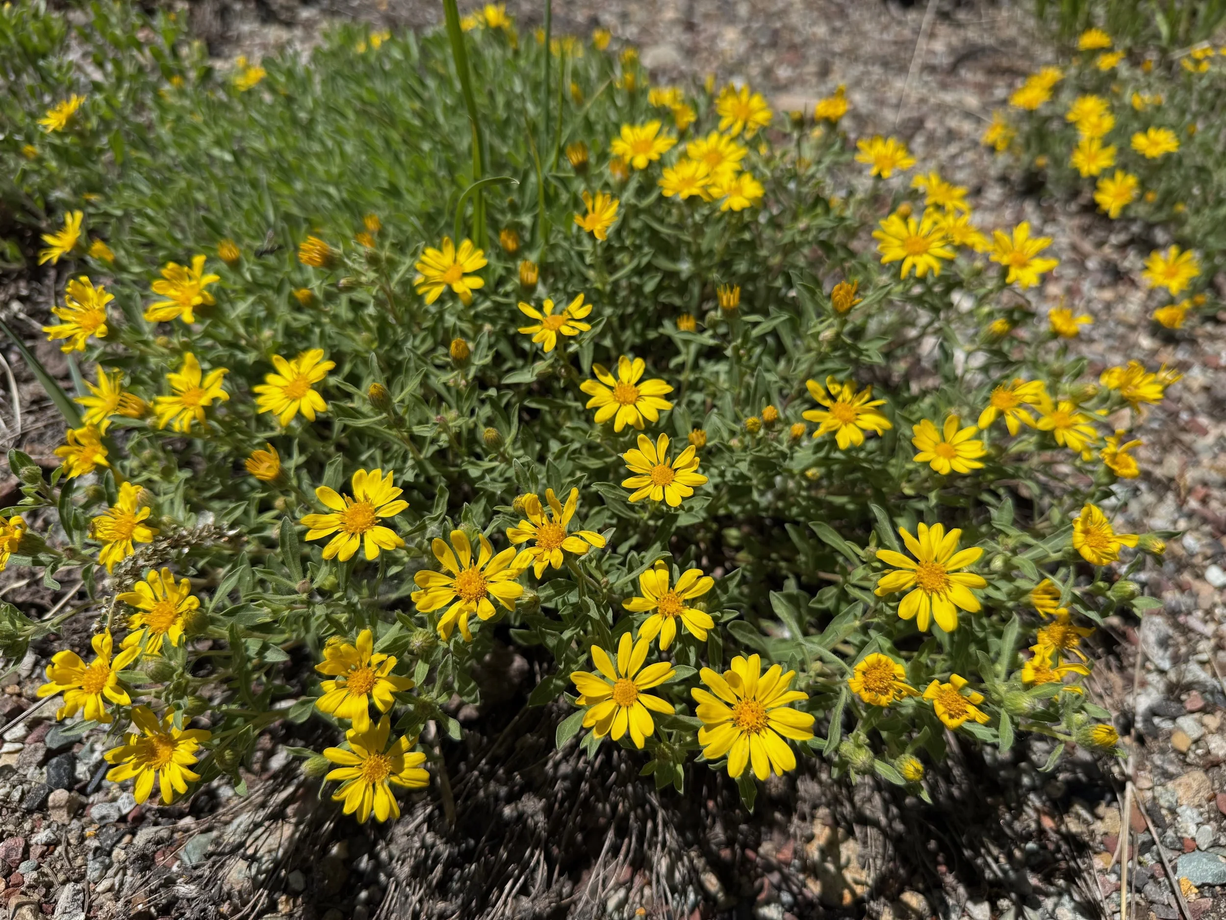 Your (lower) roadside companion