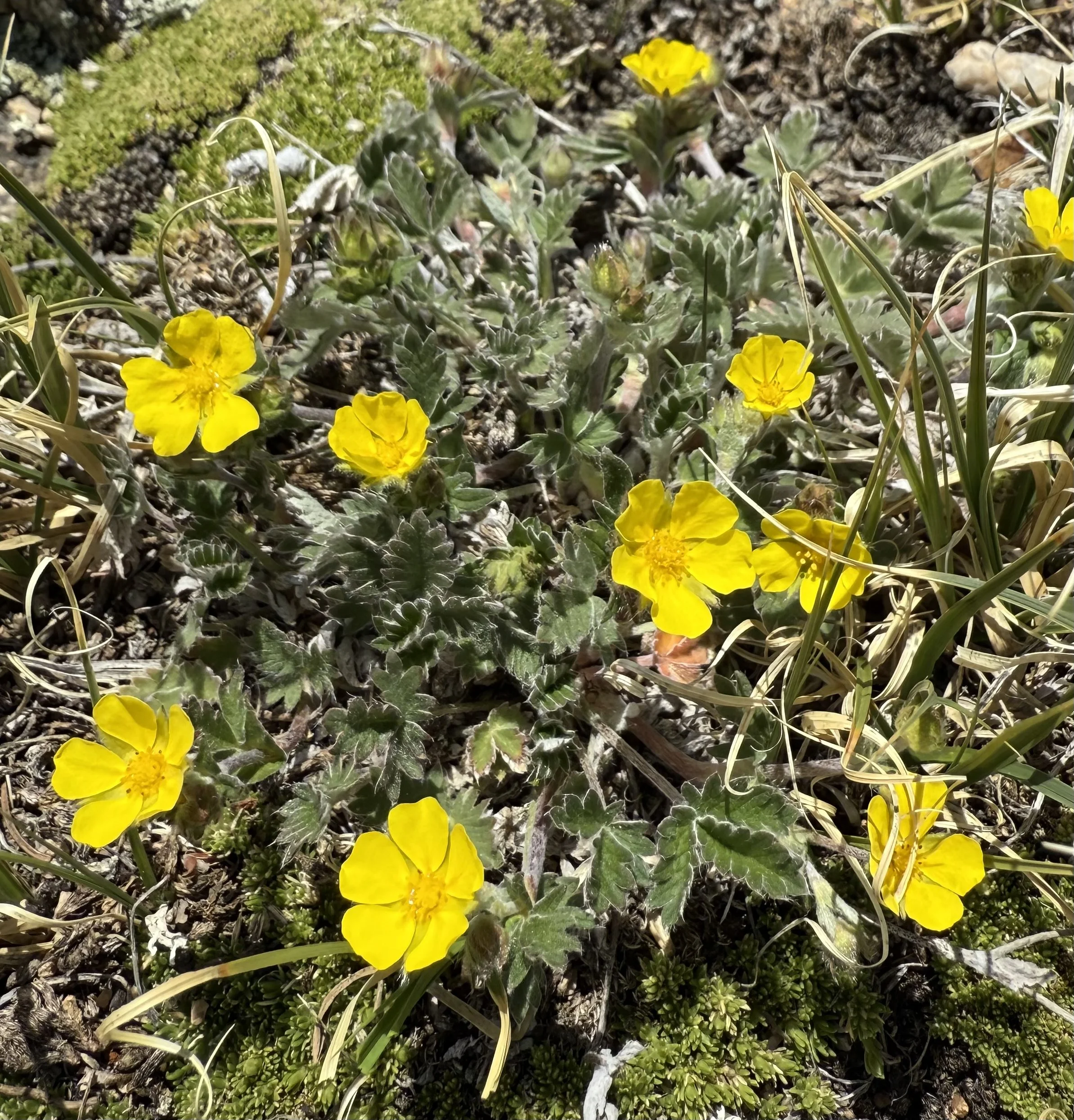 Snow cinquefoil