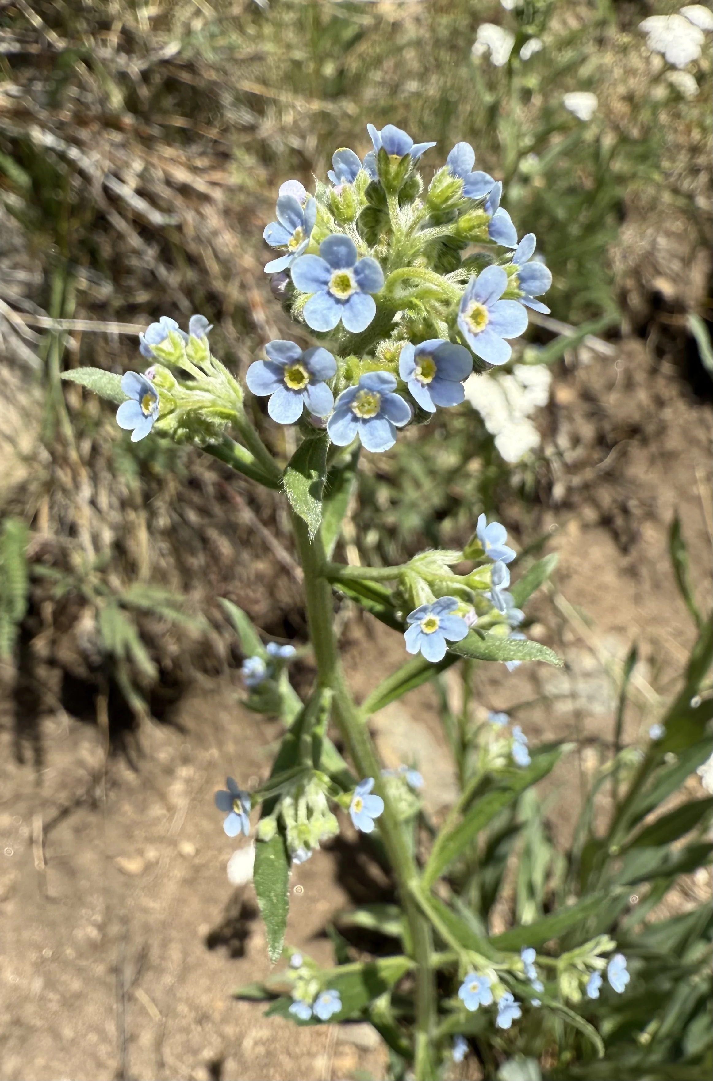 Baby blues
