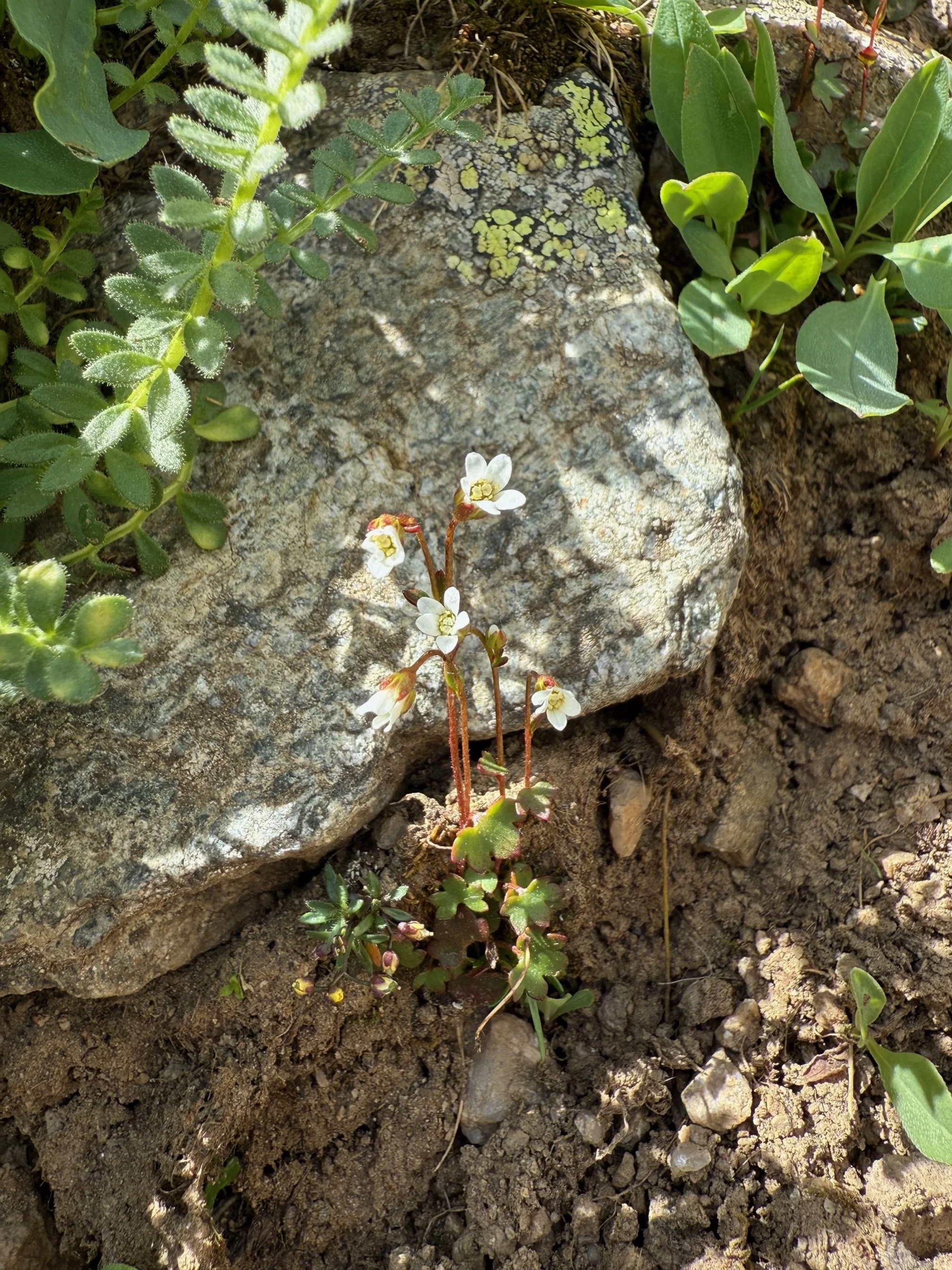A smallest, sweetest saxifrage