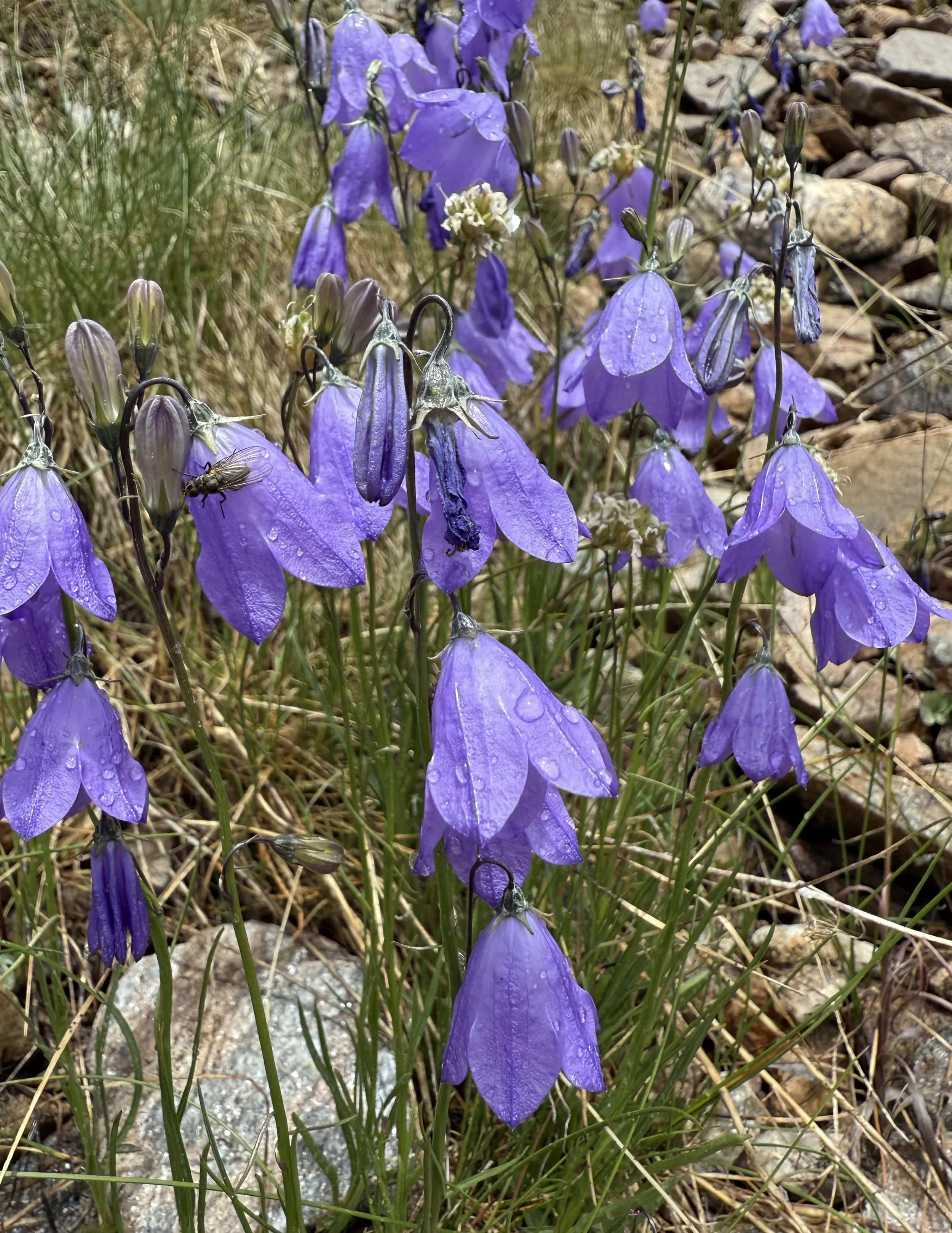 The Scottish bluebell