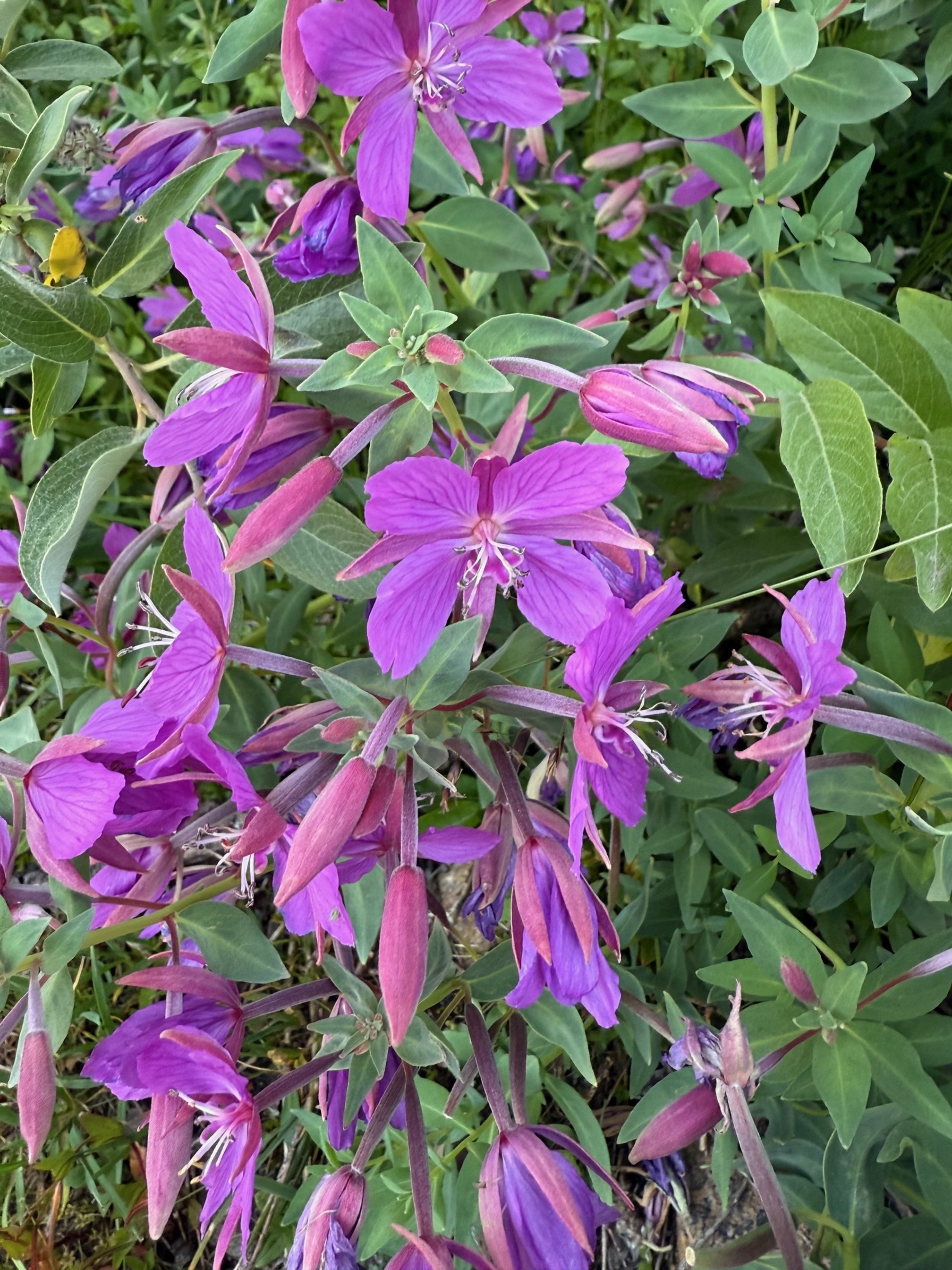 Greenland's national flower