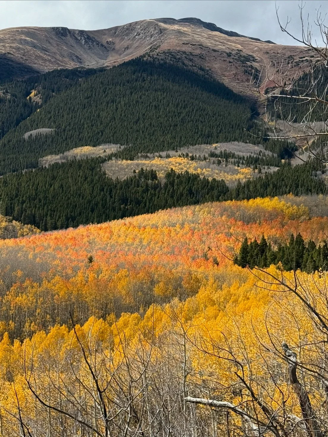 leaves below Mt. Elbert.JPG