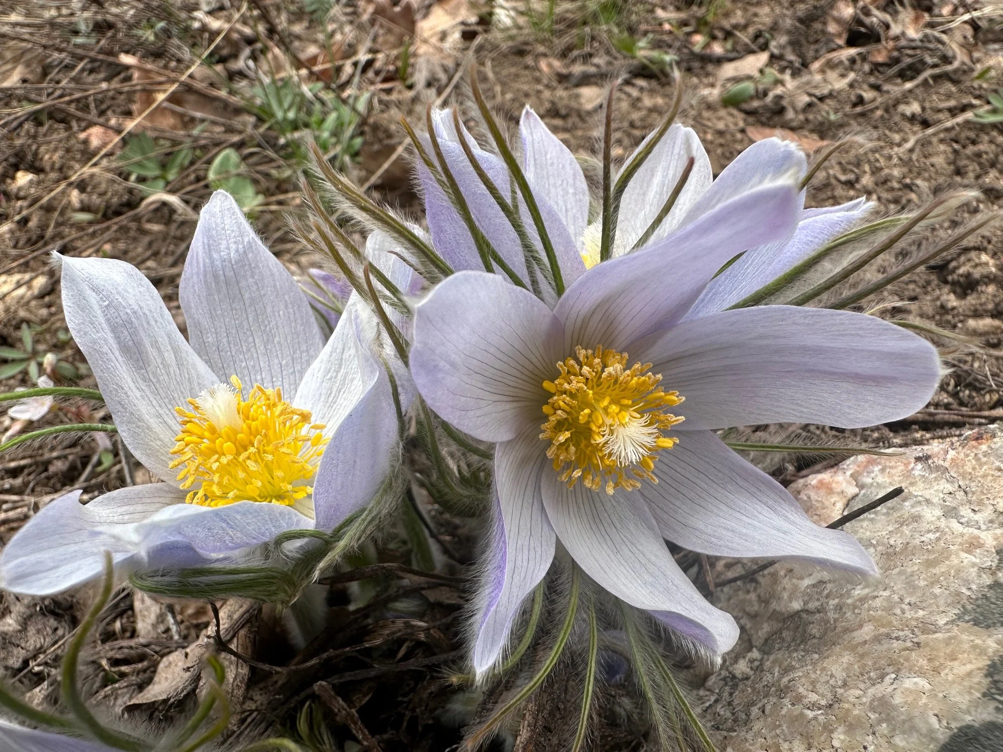 April: pasque flowers