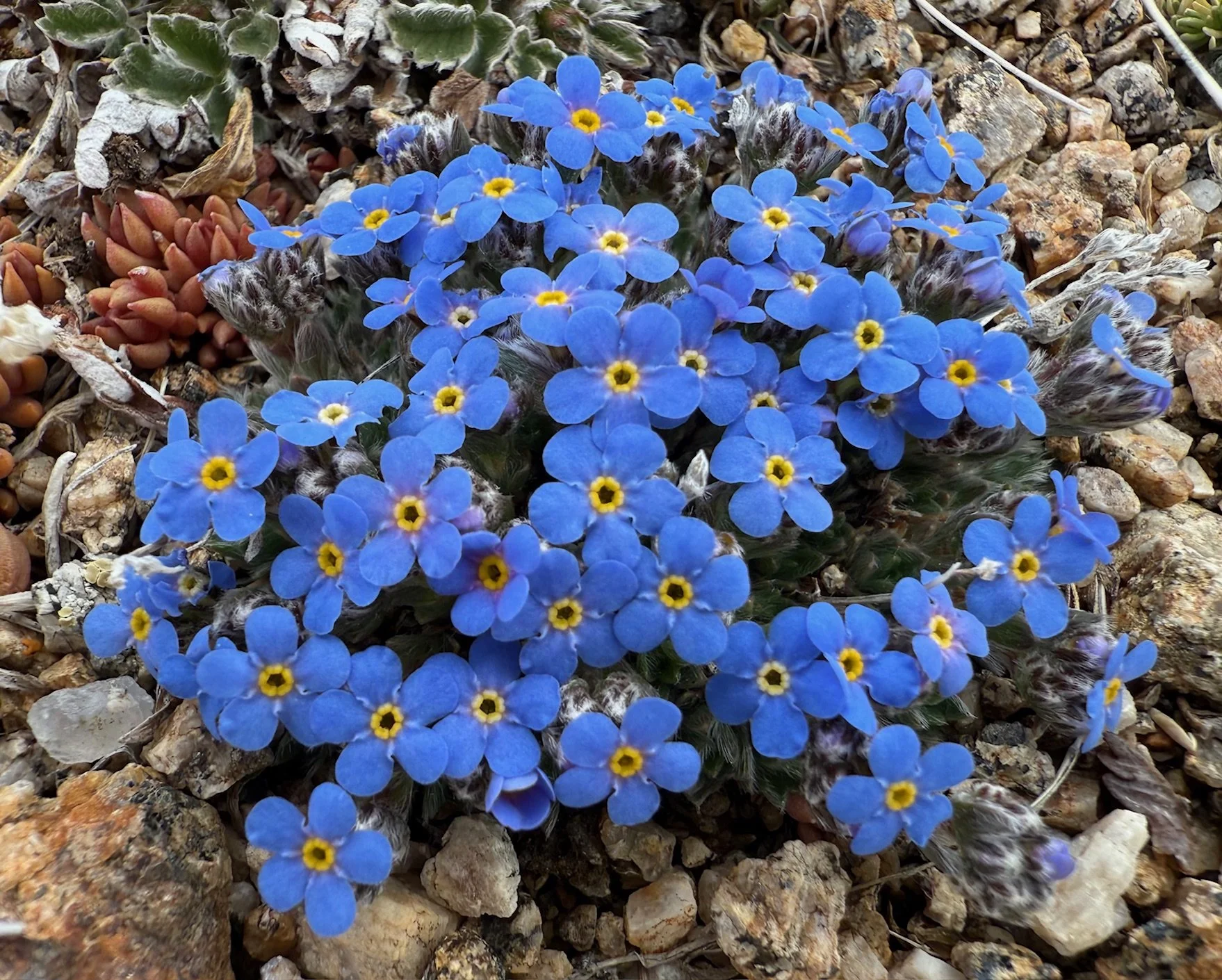 June: alpine forget-me-nots