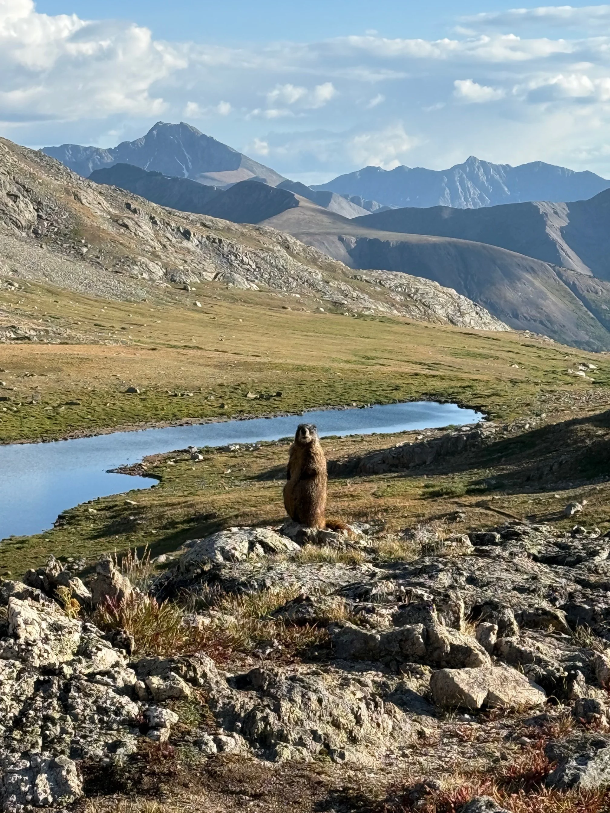 August: marmot sentinel at Independence Lake