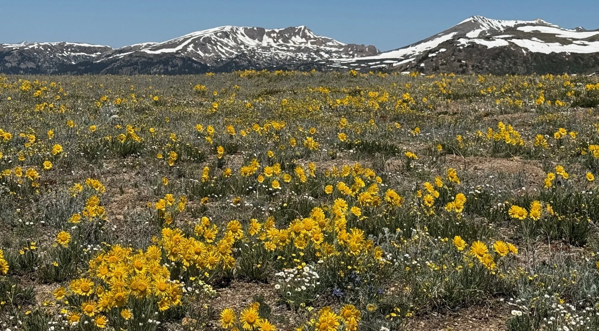 July: Old Man of the Mountain superbloom at the summit