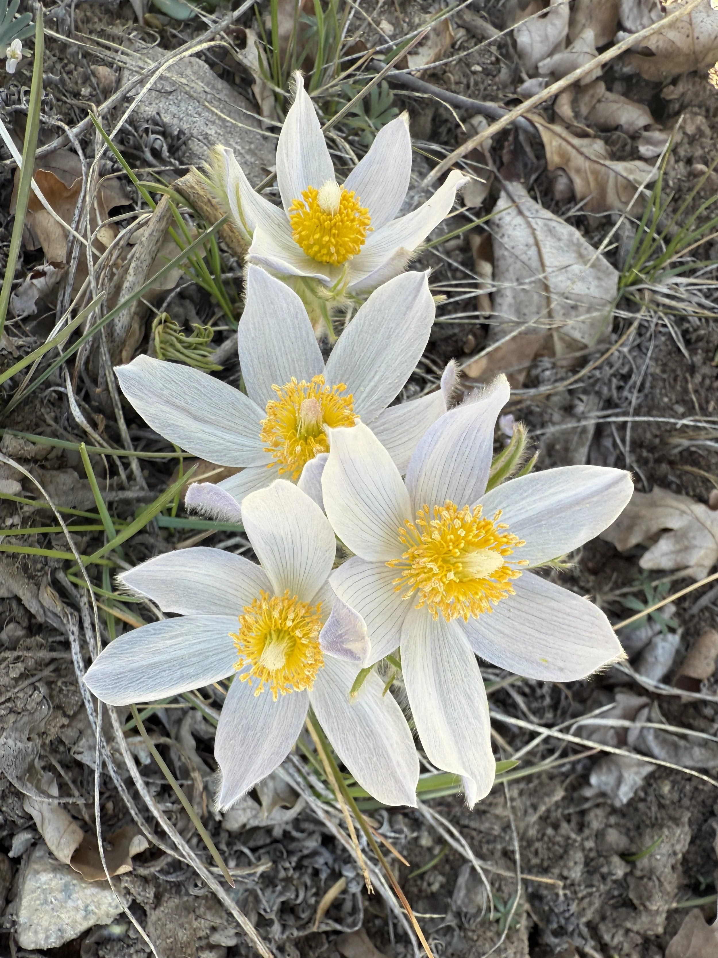 Pasque flower, Pulsatilla patens, 3/27/26