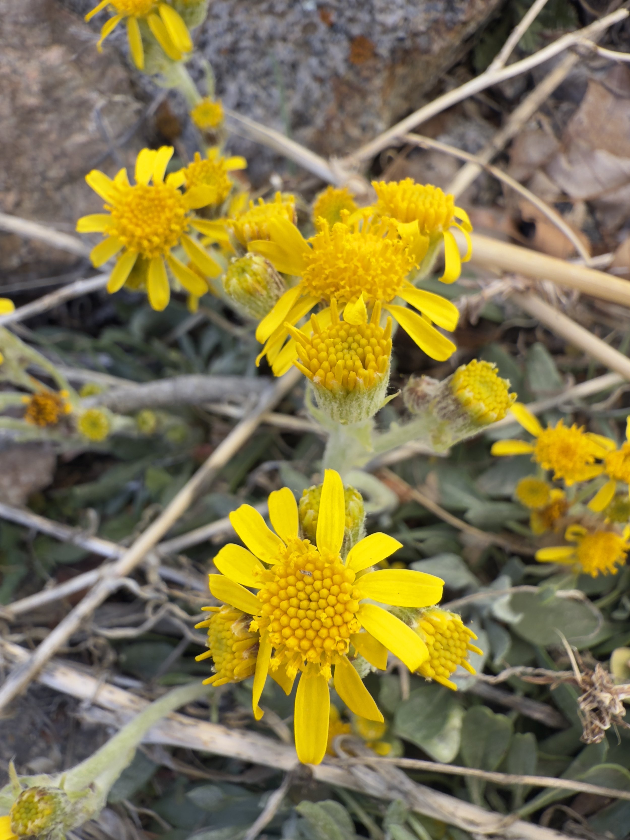 Three-toothed groundsel x New Mexico groundsel, Packera tridenticulata x. P. neomexicana, 3/27/26