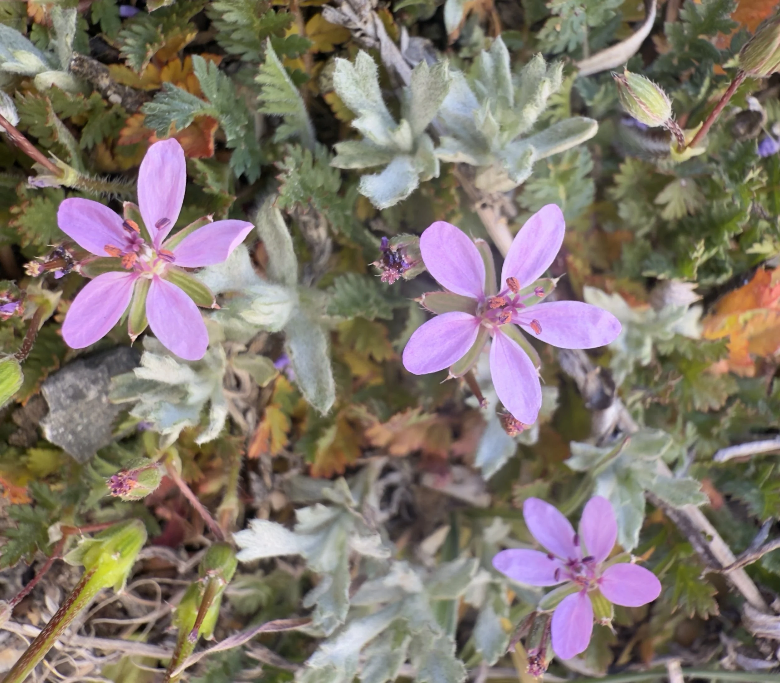 Stork's bill, Erodium cicutarium, 3/27/26
