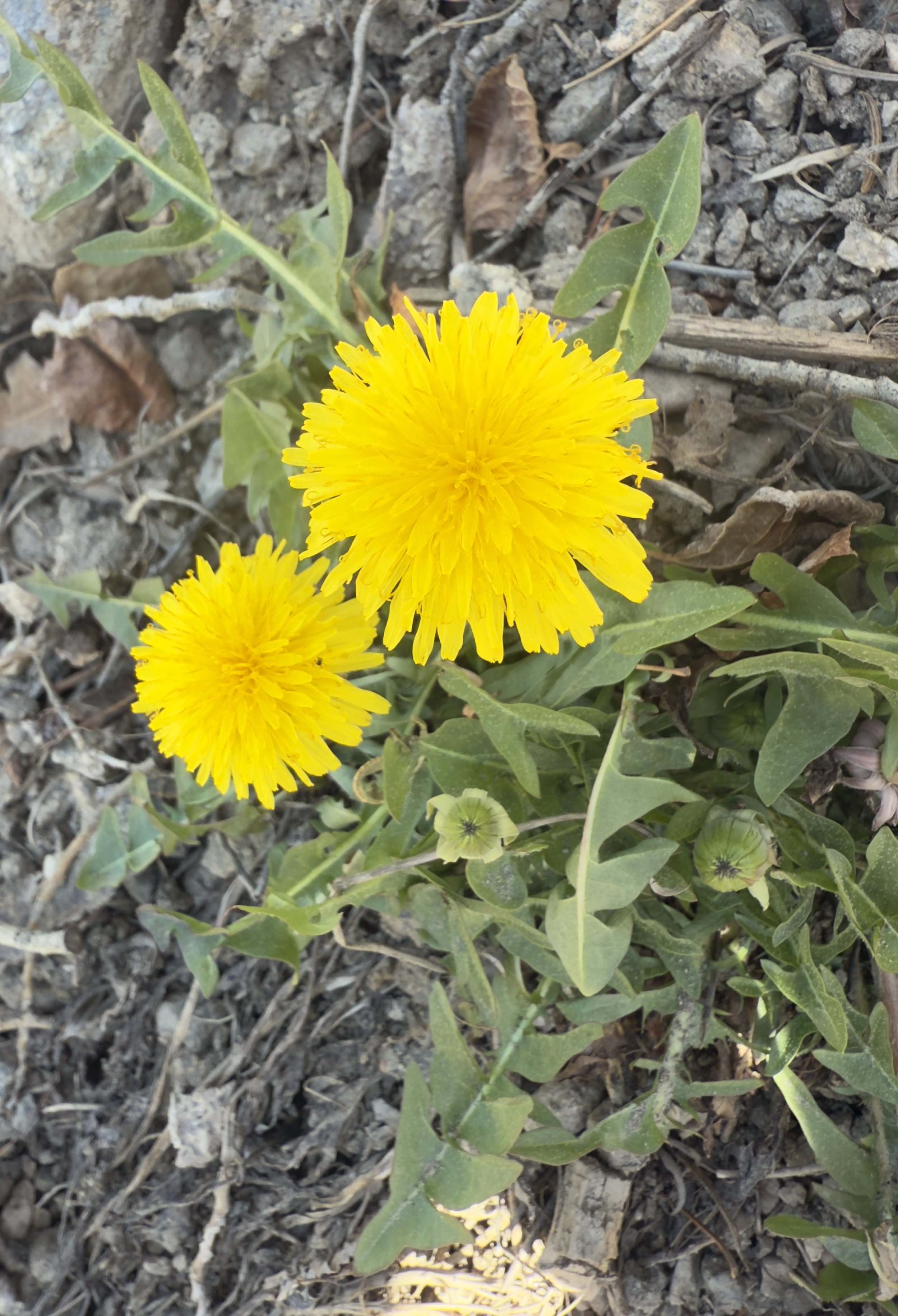 Dandelion, Taraxacum officinale, 3/37/26