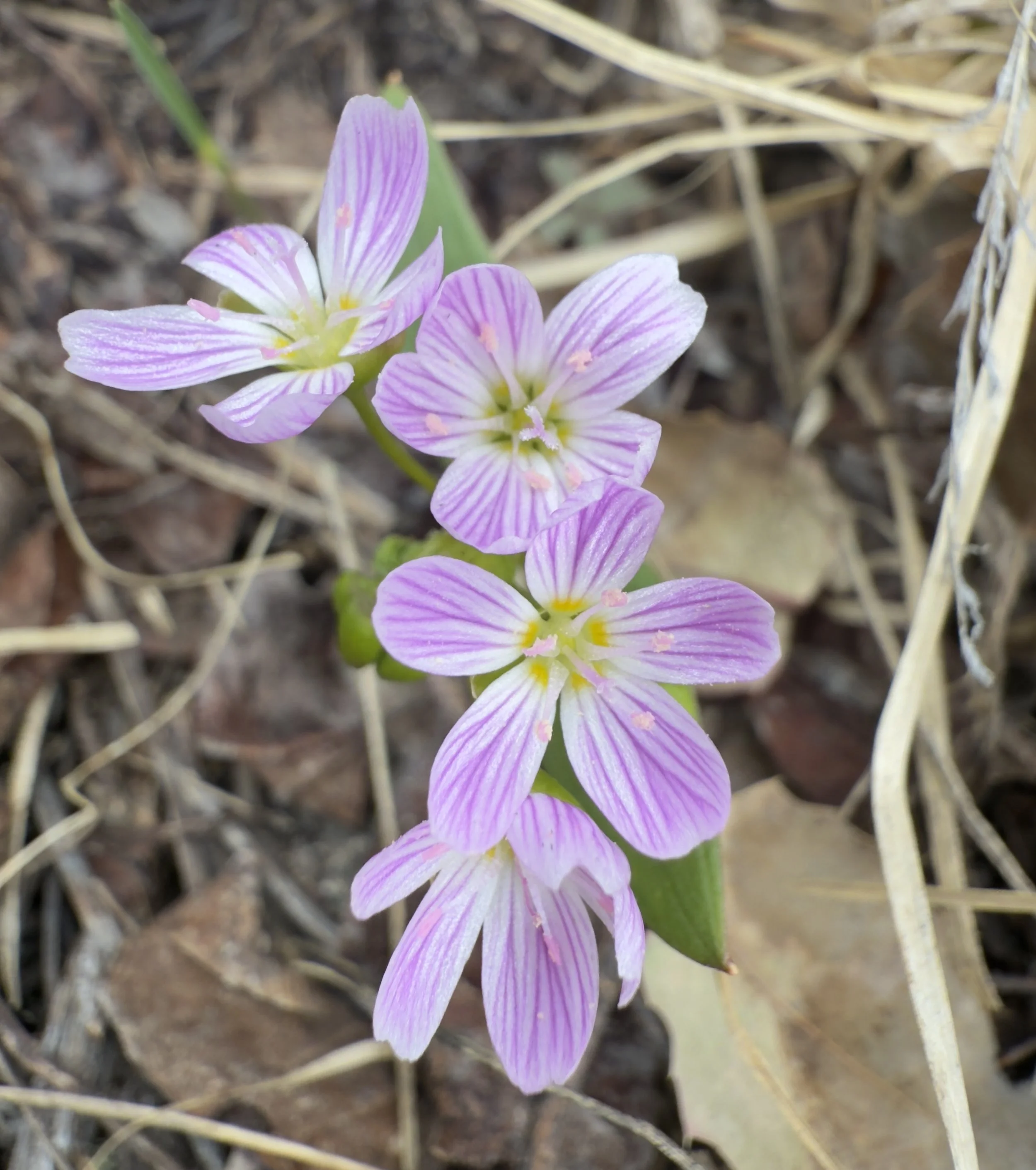 Spring beauty, Claytonia lanceolata, 3/27/26