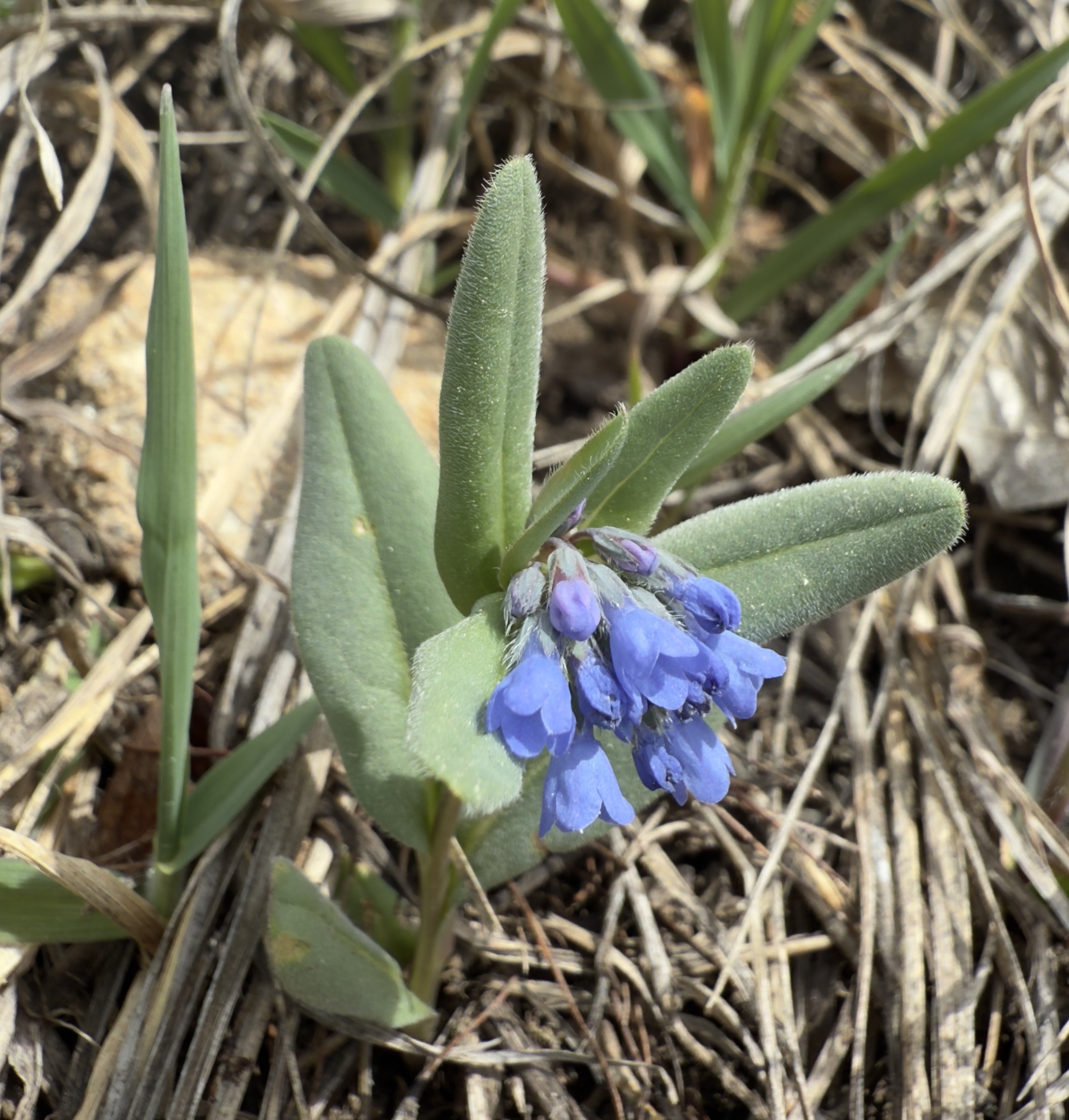 Spring bluebell, Mertensia fusiformis, 3/31/26