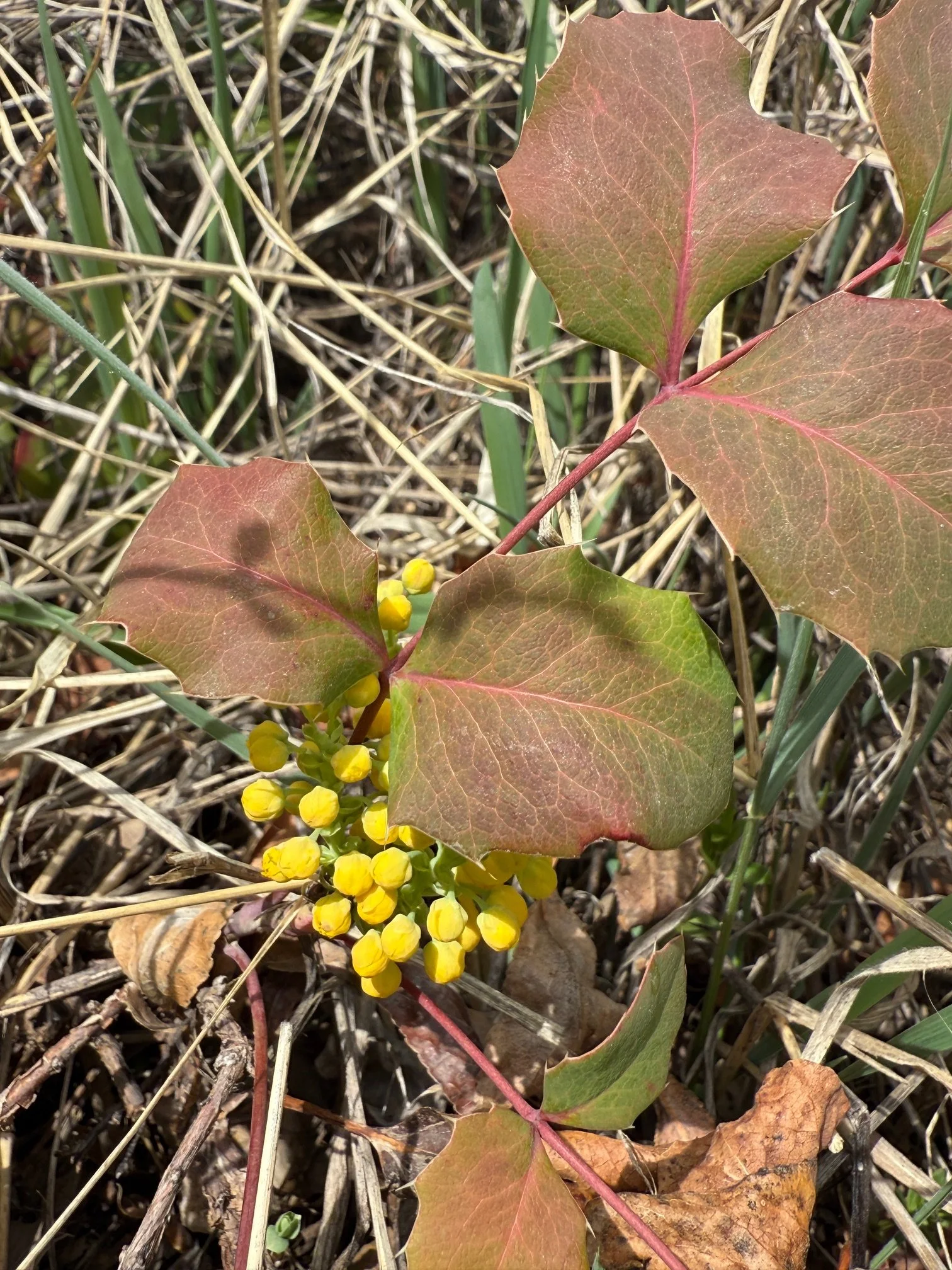 Oregon grape, Mahonia repens, 3/31/27