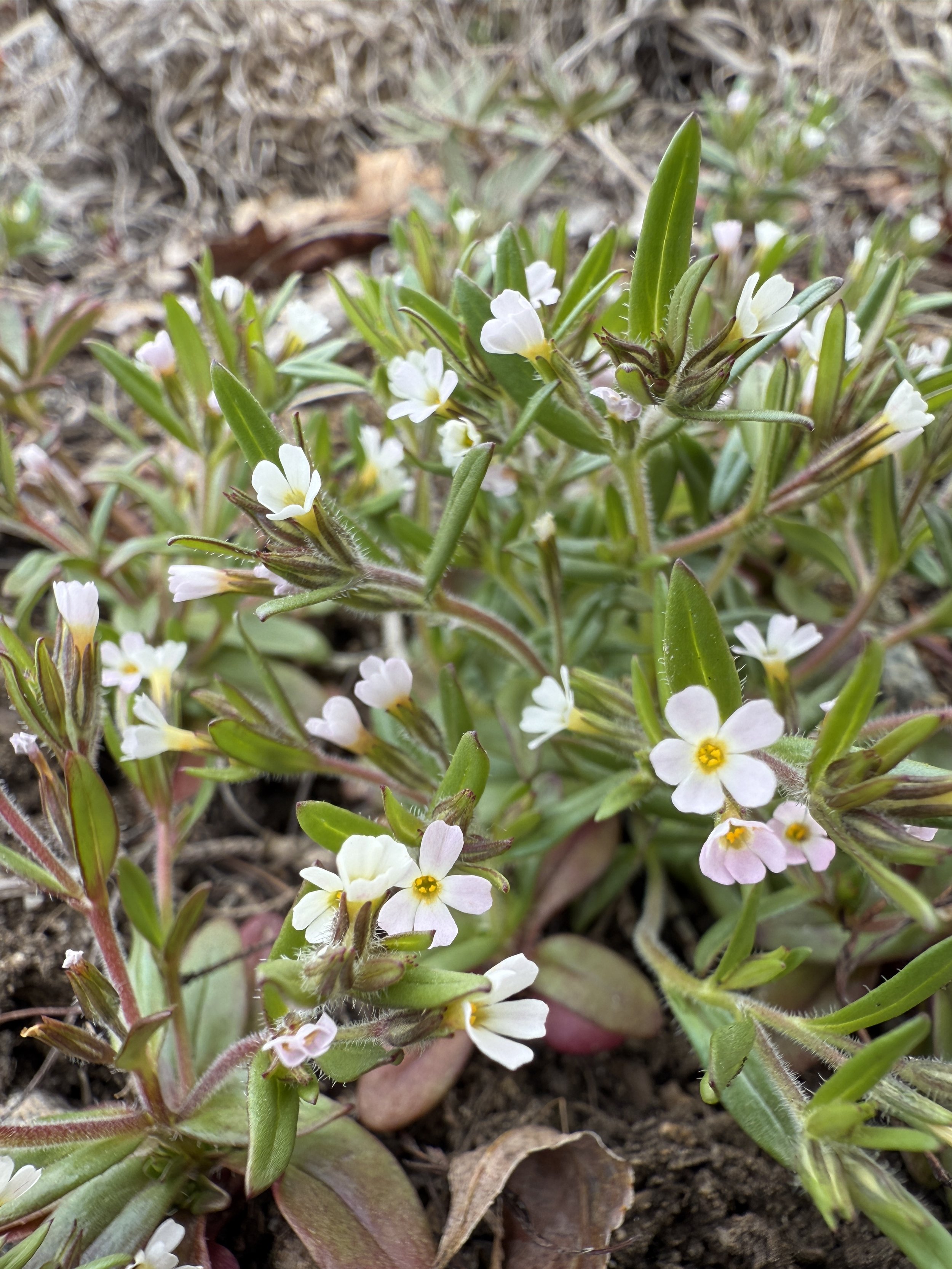 Slender phlox, Microsteris gracilis, 3/31/27