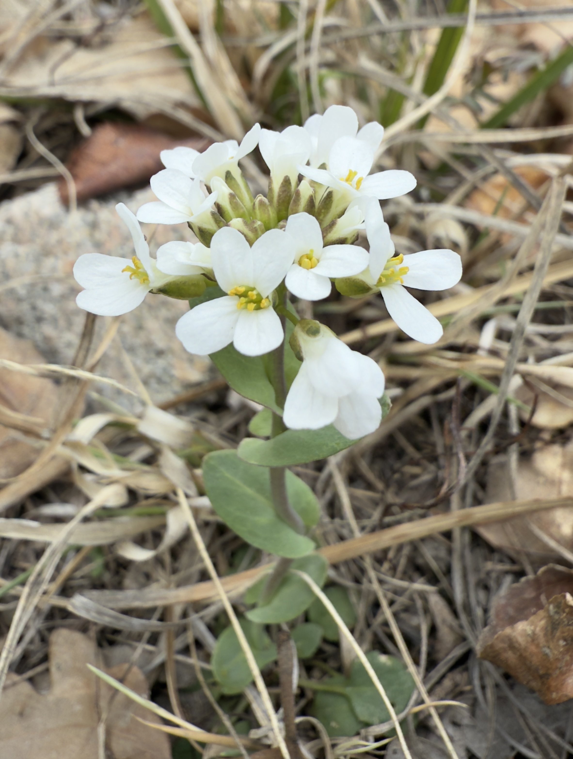 Wild candytuft, Noccaea fendleri, 3/31/27