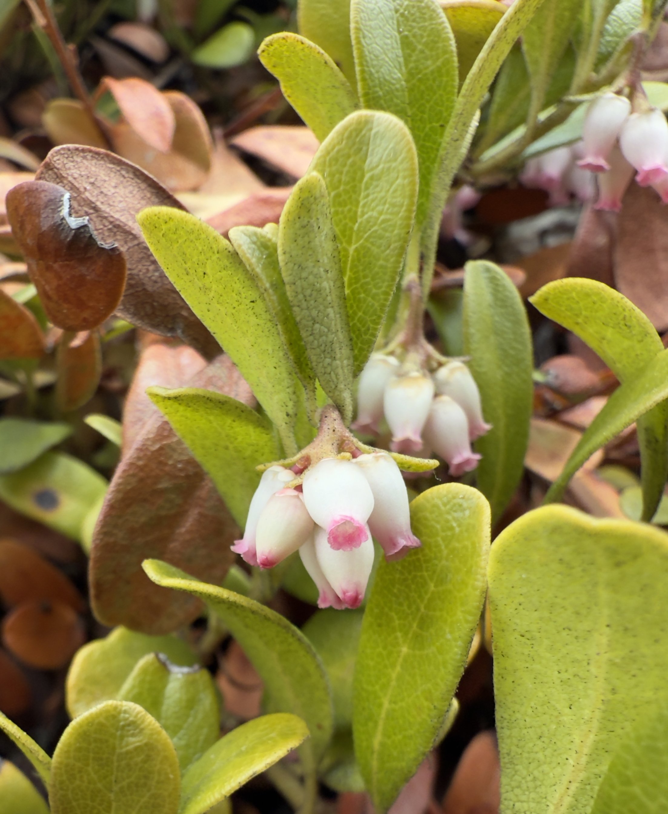 Kinnikinnik, Arctostaphylos uva-ursi, 4/9/26