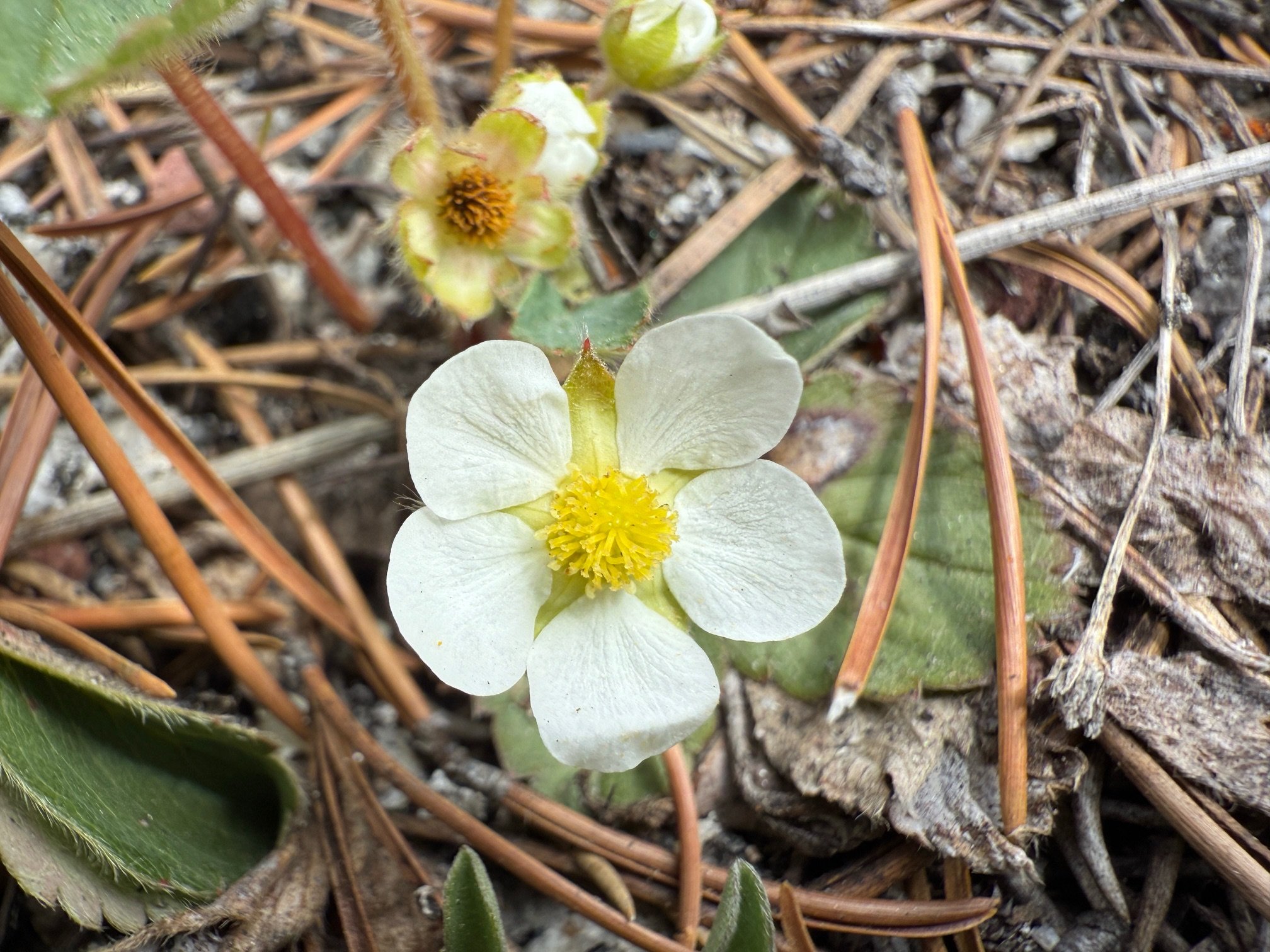Wild strawberry, Fragaria virginiana, 4/9/26
