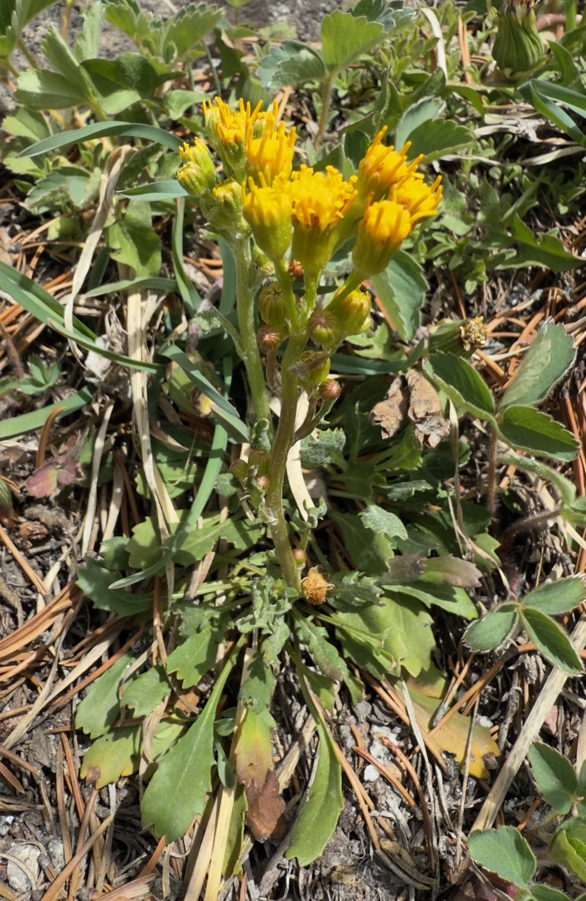 Rocky Mountain groundsel, Packera streptantifolia, 4/9/26