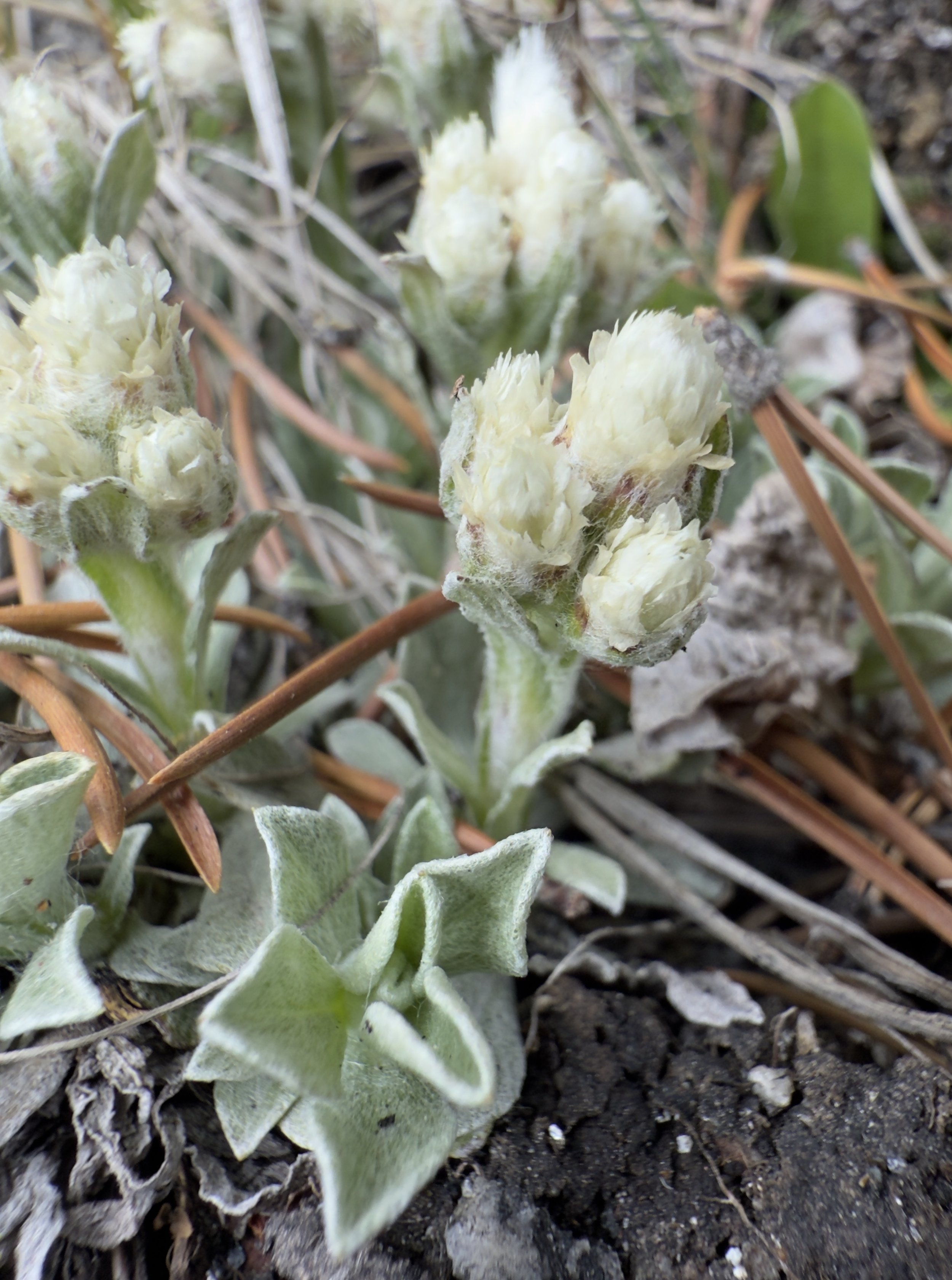 Small-leaved pussytoes, Antennaria parviflora, 4/9/26