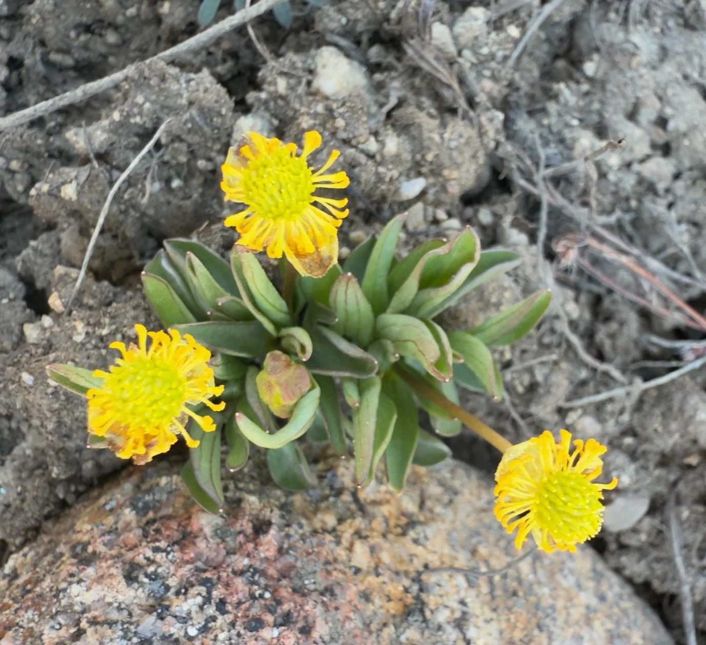 Sage buttercup, Ranunculus glaberrimus, 3/27/26
