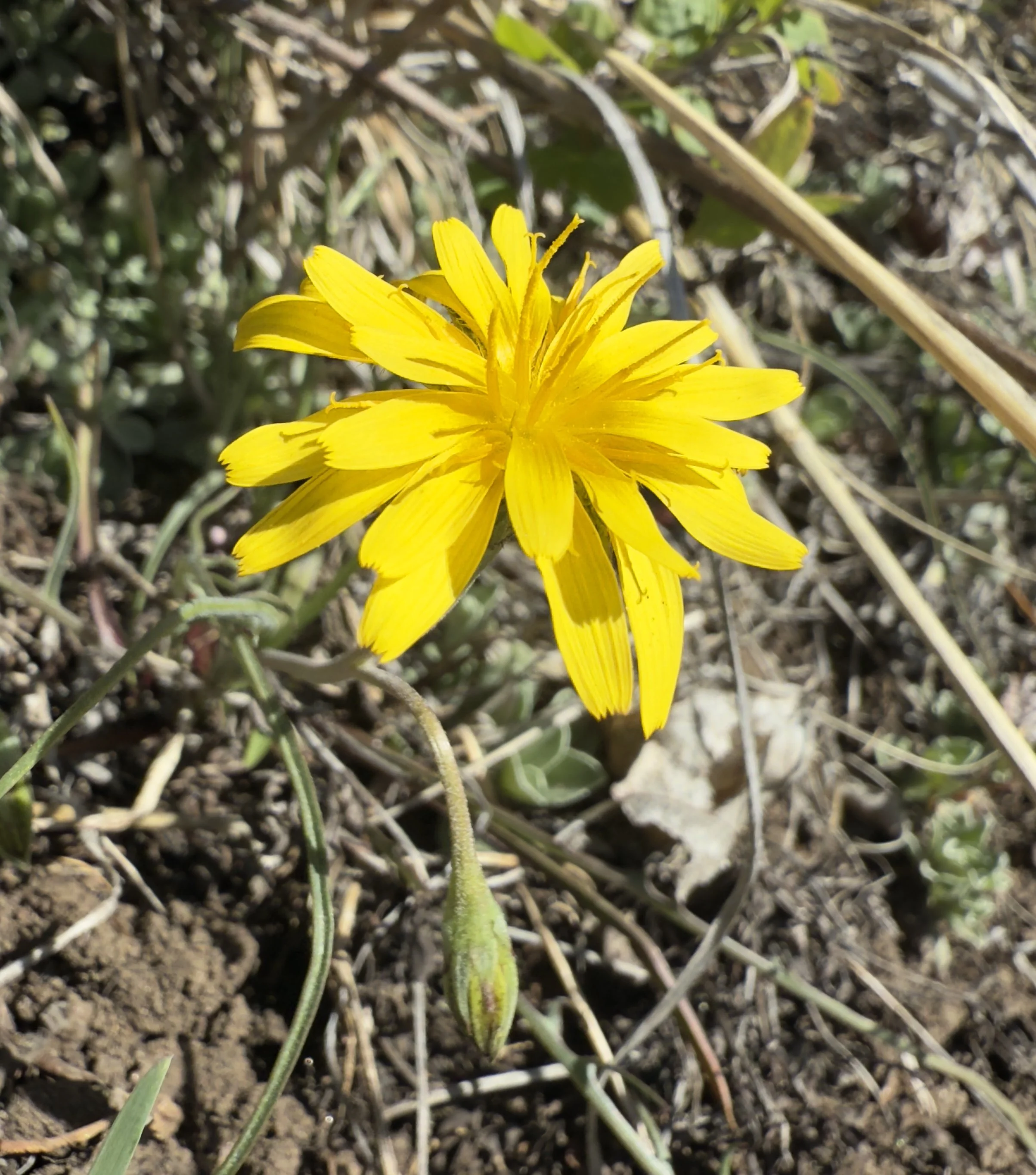 Nodding microseris, Microseris nutans, 4/21/26