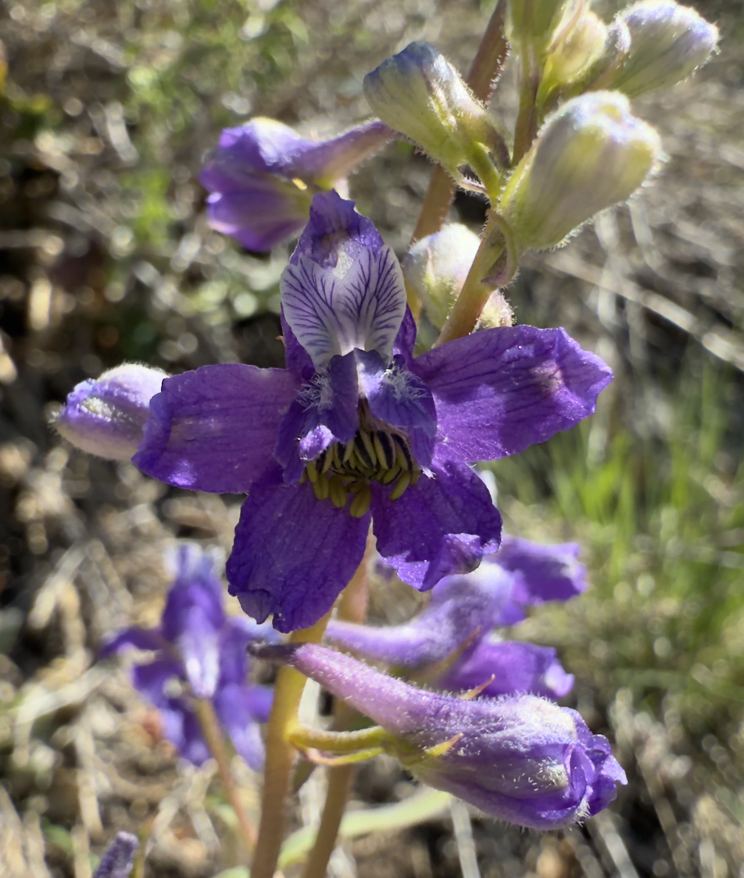 Spring larkspur, Delphinium nuttallianum, 4/21/26