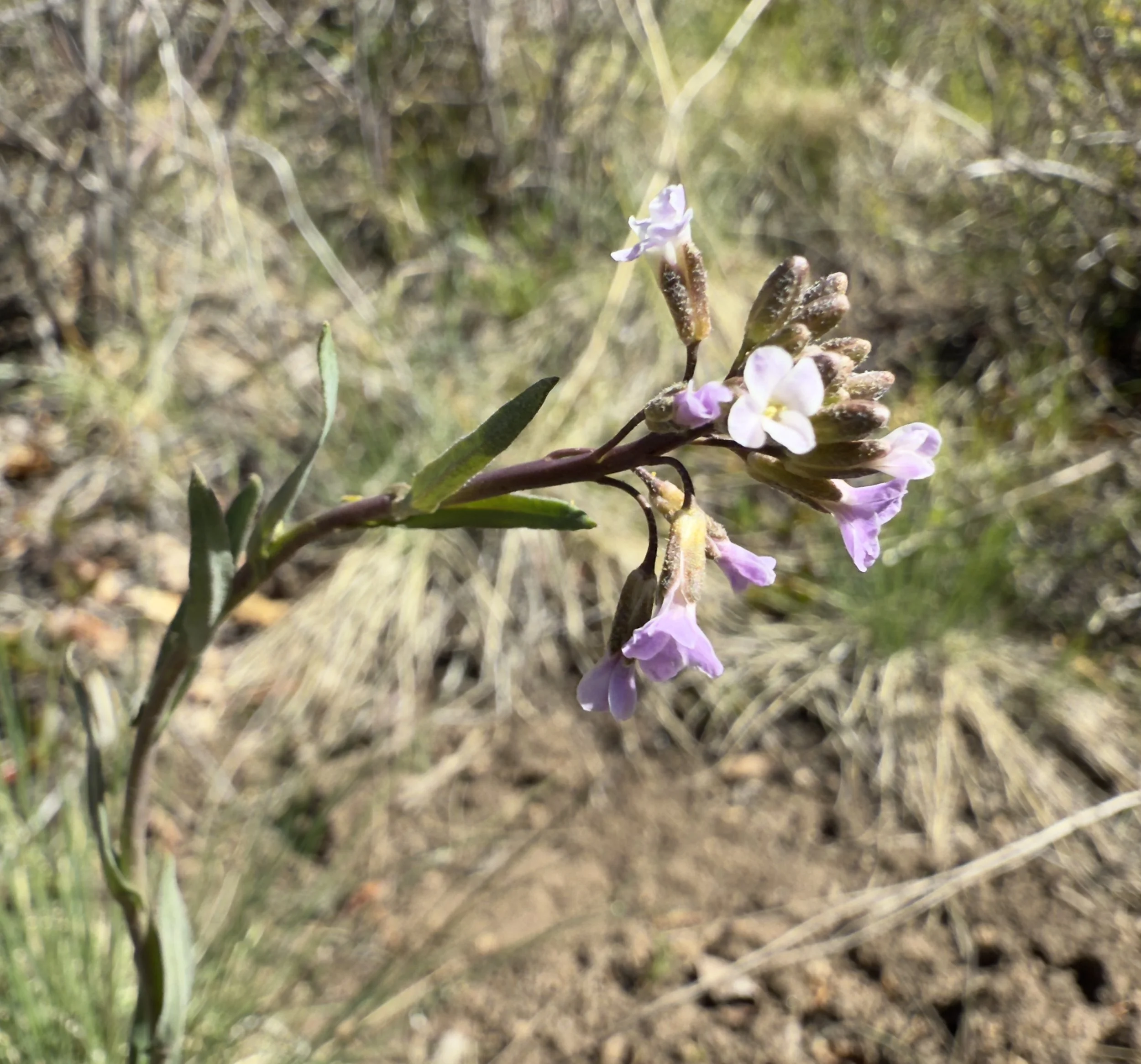 Drummond's rockress, Boechera stricta, 4/21/26