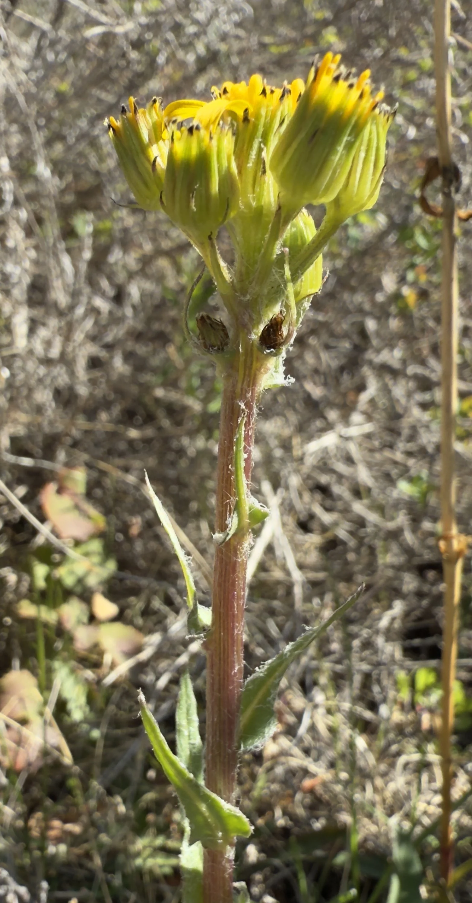 Lamb's tongue ragwort, Senecio integerrimus, 4/21/26
