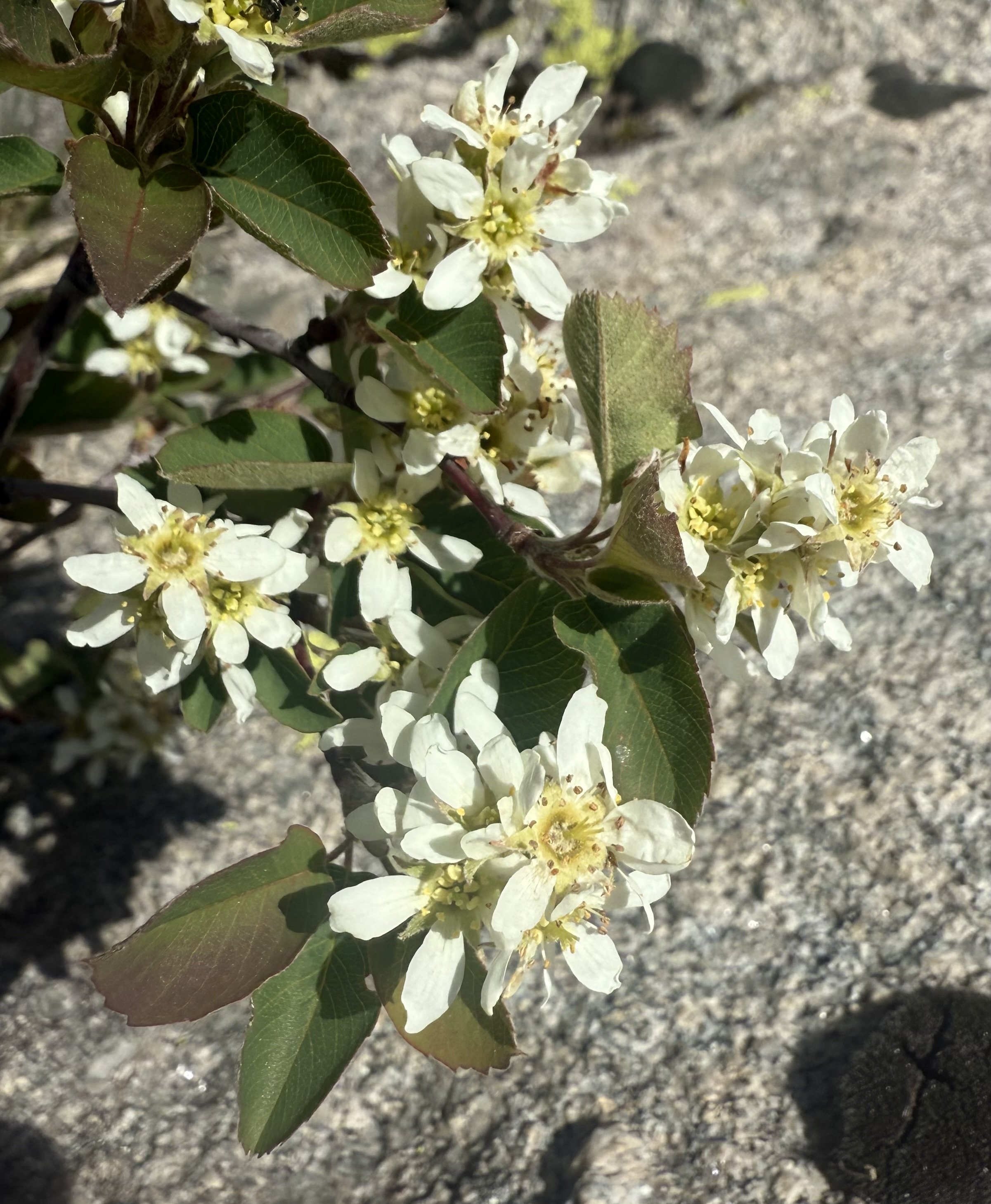 Serviceberry, Amelanchier alnifolia, 5/8/26