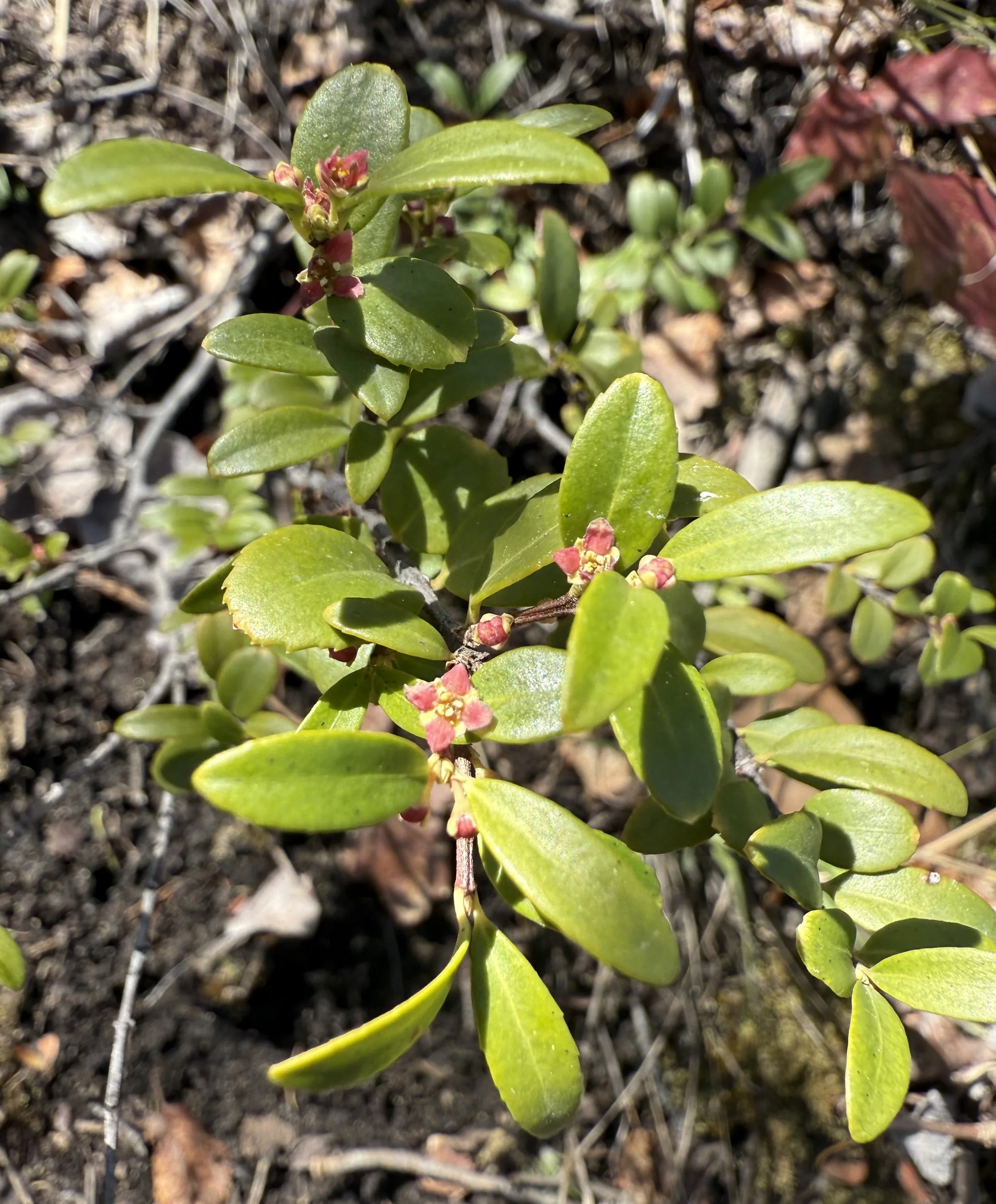 Oregon boxwood, Paxistima myrsinites, 5/8/26