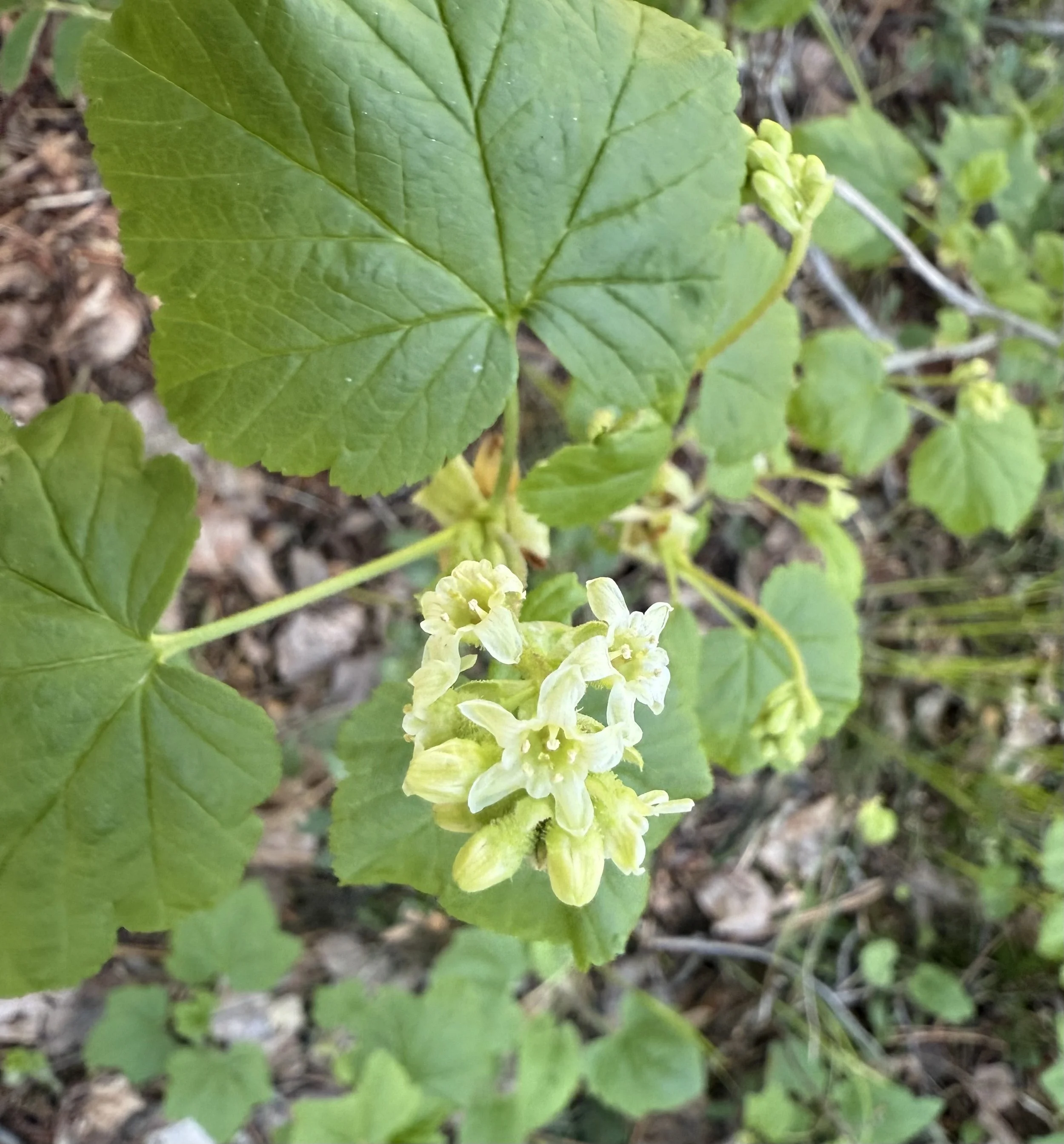 Wolf's currant, Ribes wolfii, 5/8/26