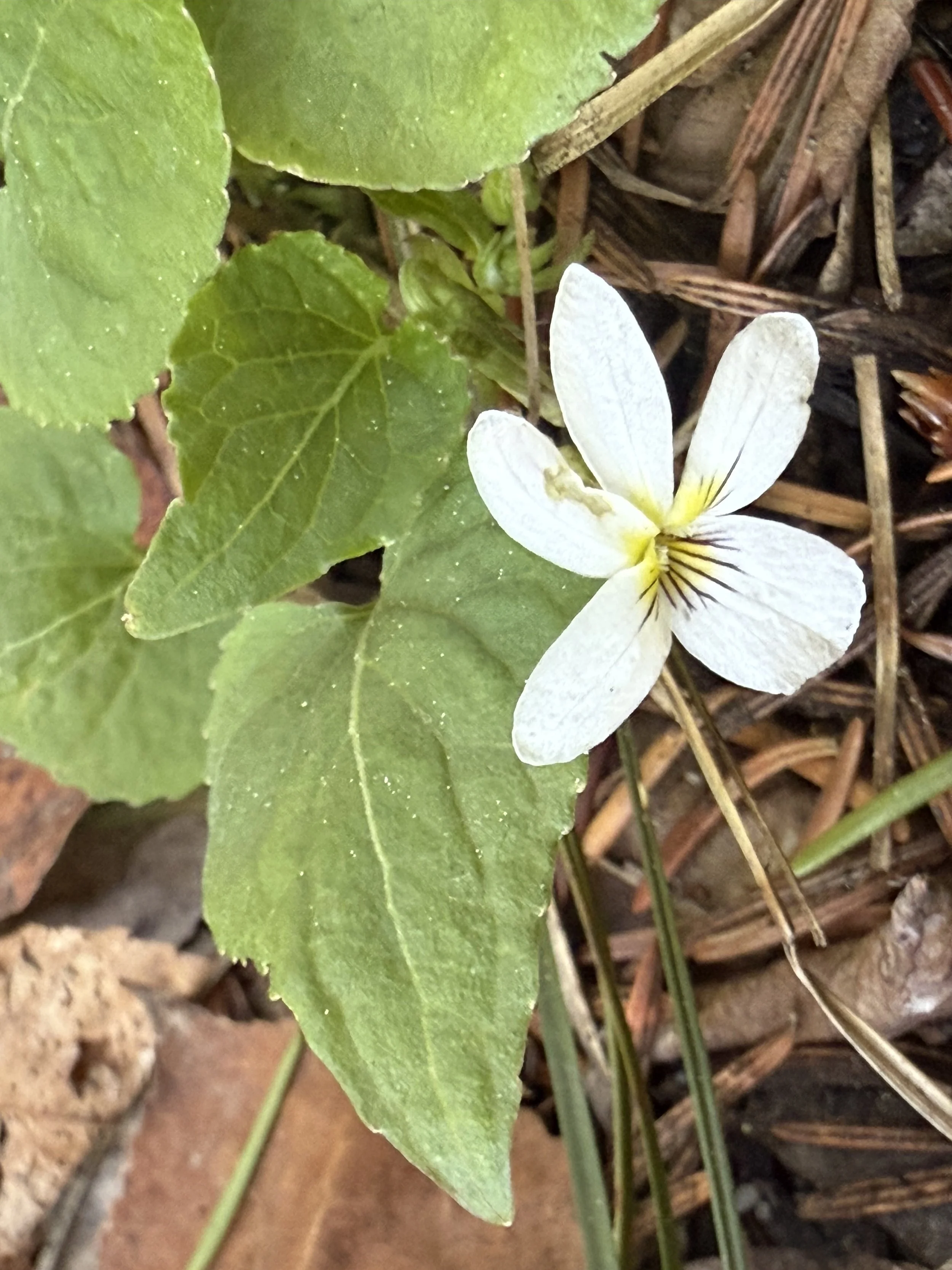 Canada violet, Viola canadensis, 5/8/26