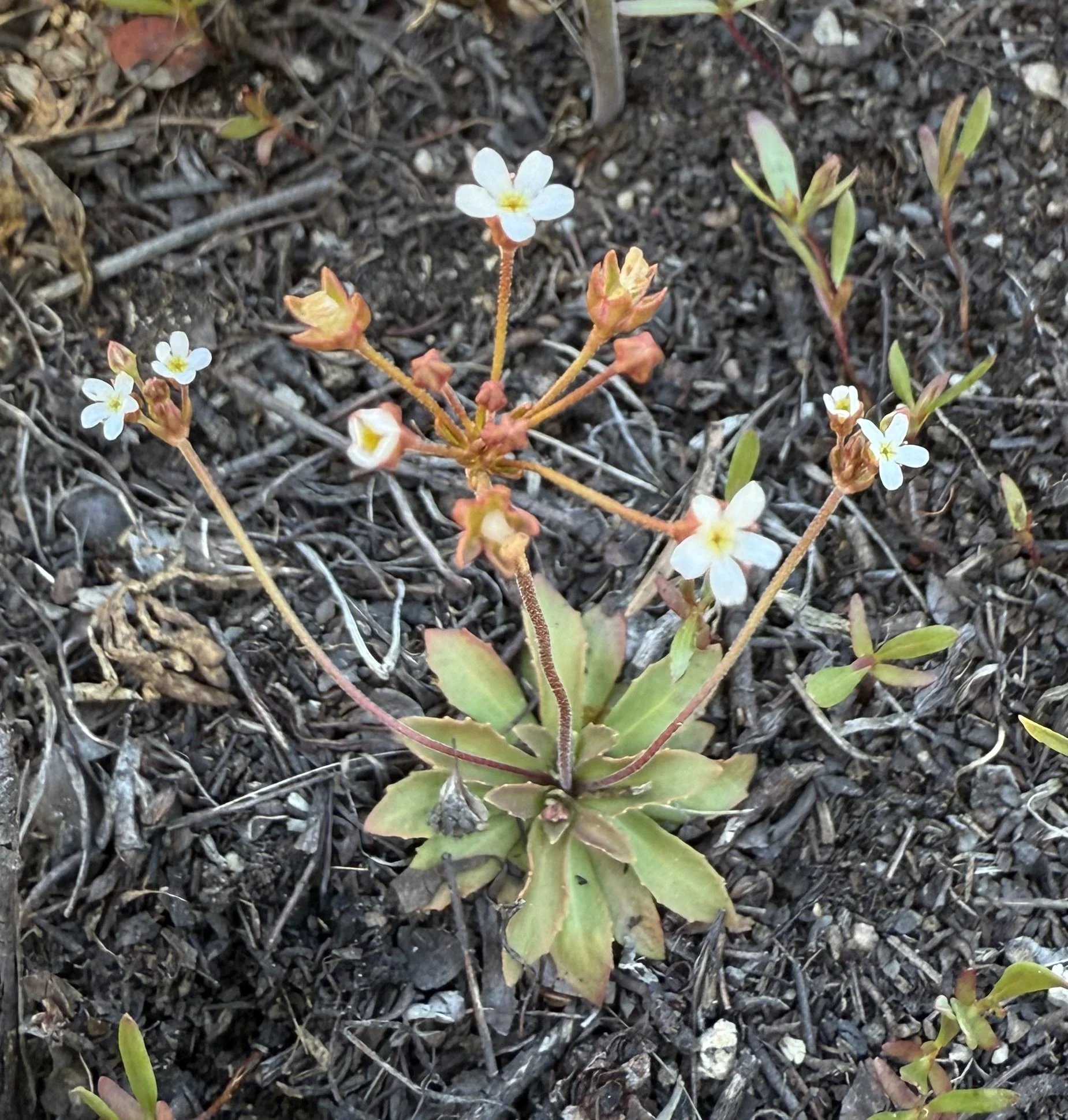 Fairy candelabra, Androsace septentrionalis, 5/8/26