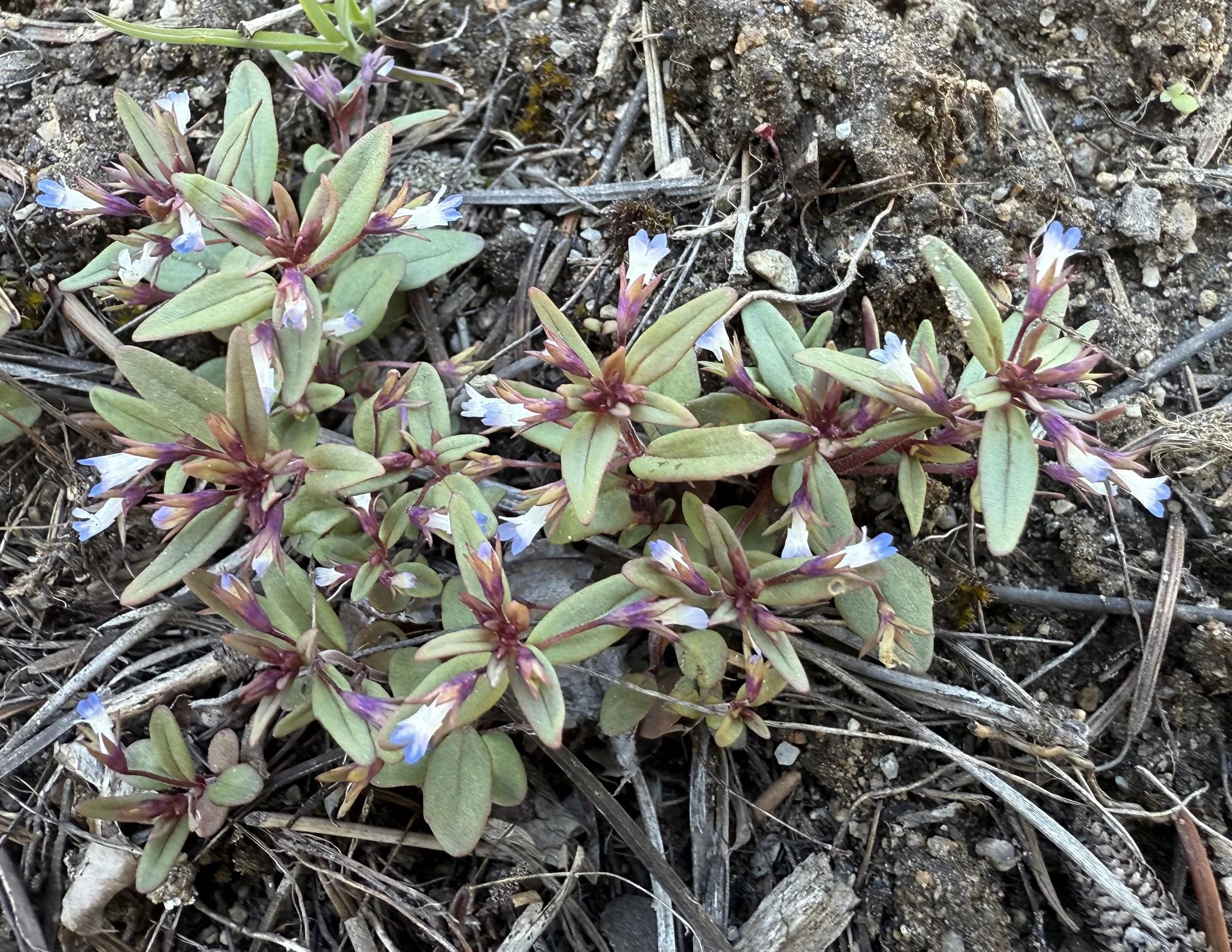 Blue-eyed Mary, Collinsia parviflora, 5/8/26