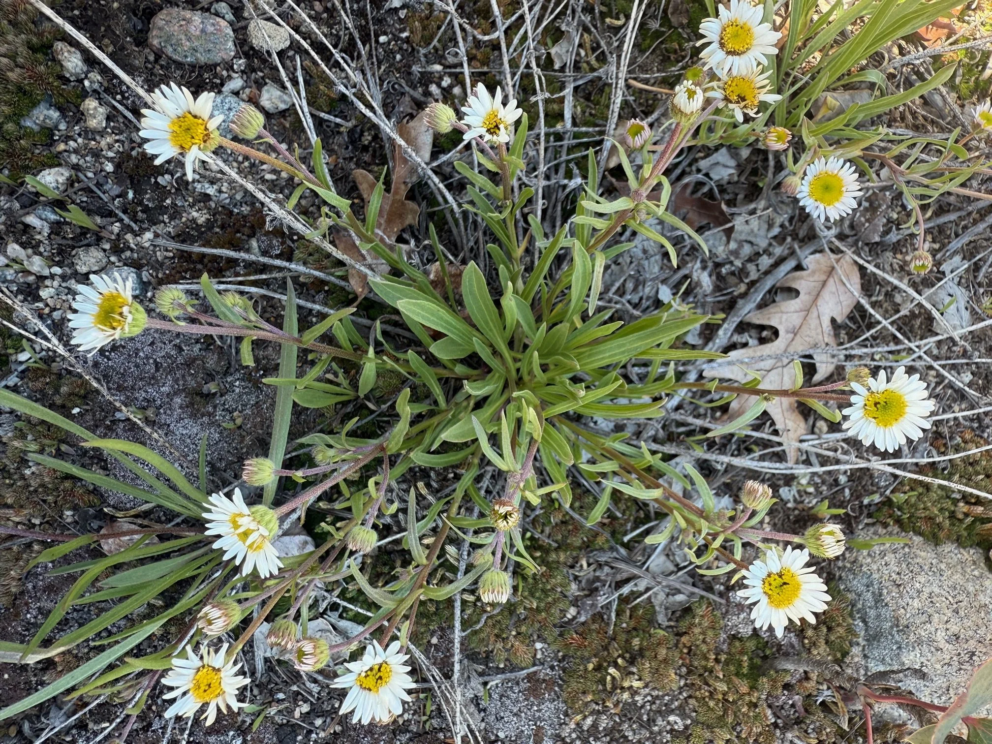 Whiplash daisy, Erigeron flagellaris, 5/8/26