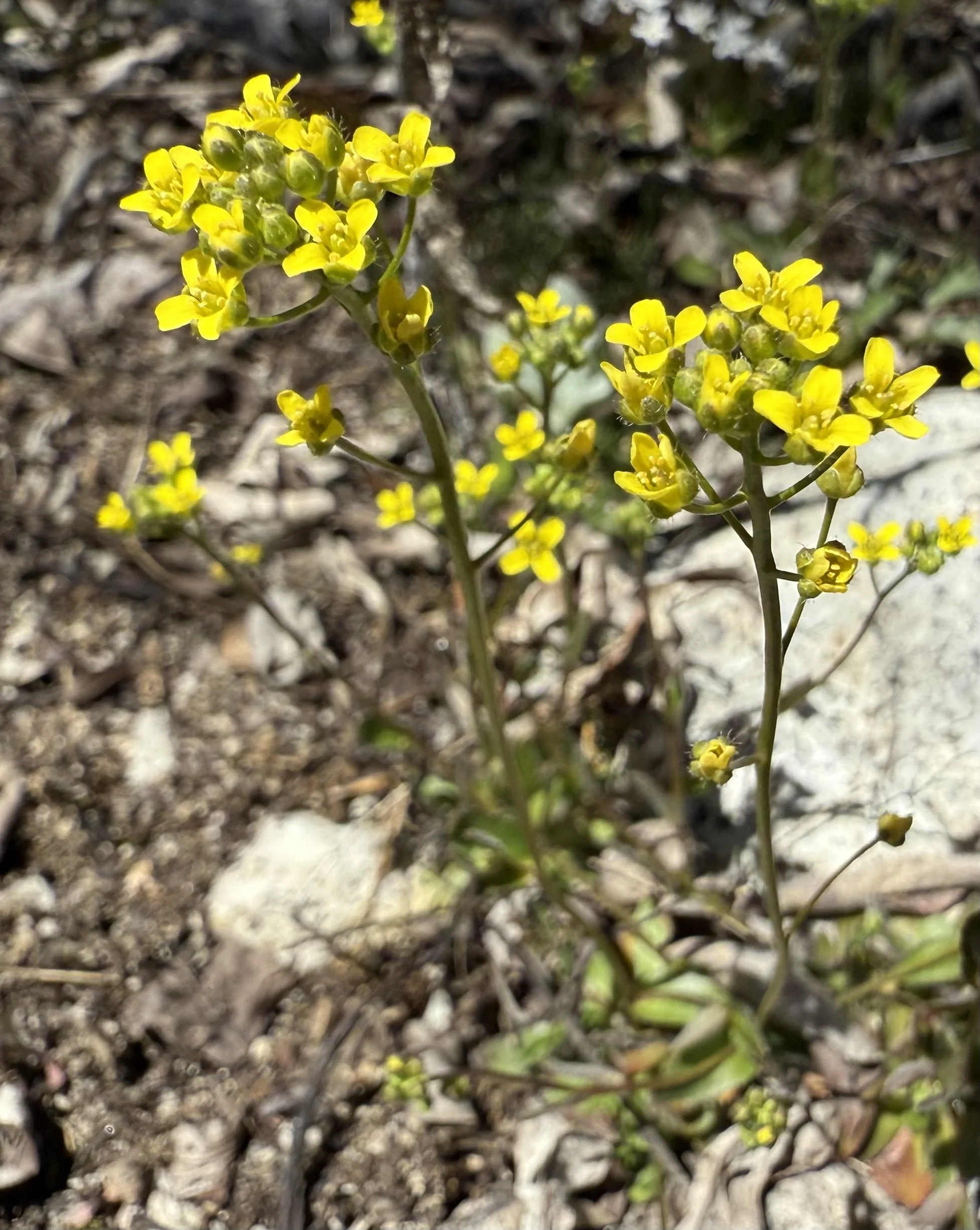 Slender draba, Draba albertina, 5/11/26