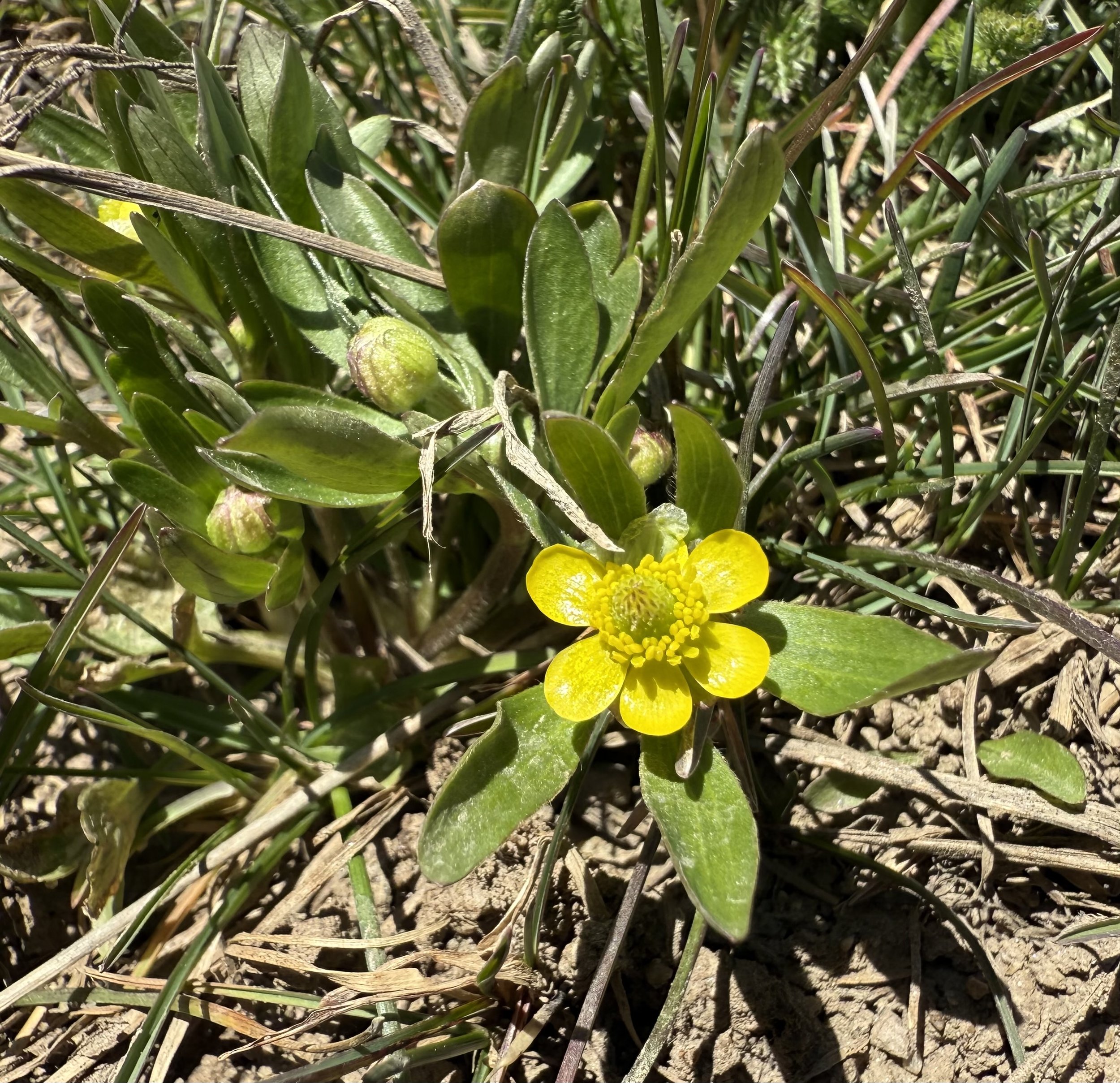 Graceful buttercup, Ranunculus inamoenus, 5/11/26