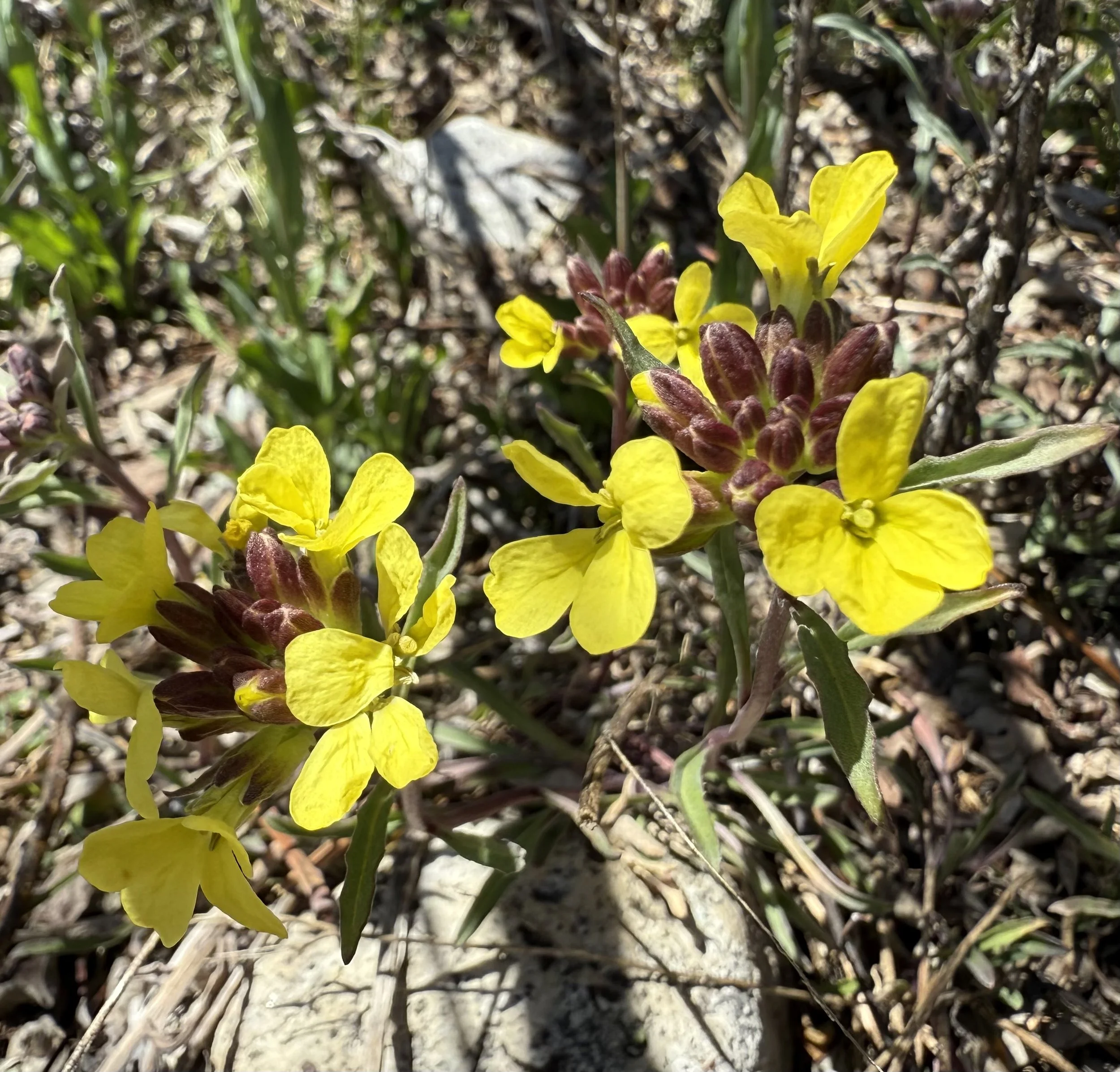 Western wallflower, Erysimum capitatum, 5/11/26