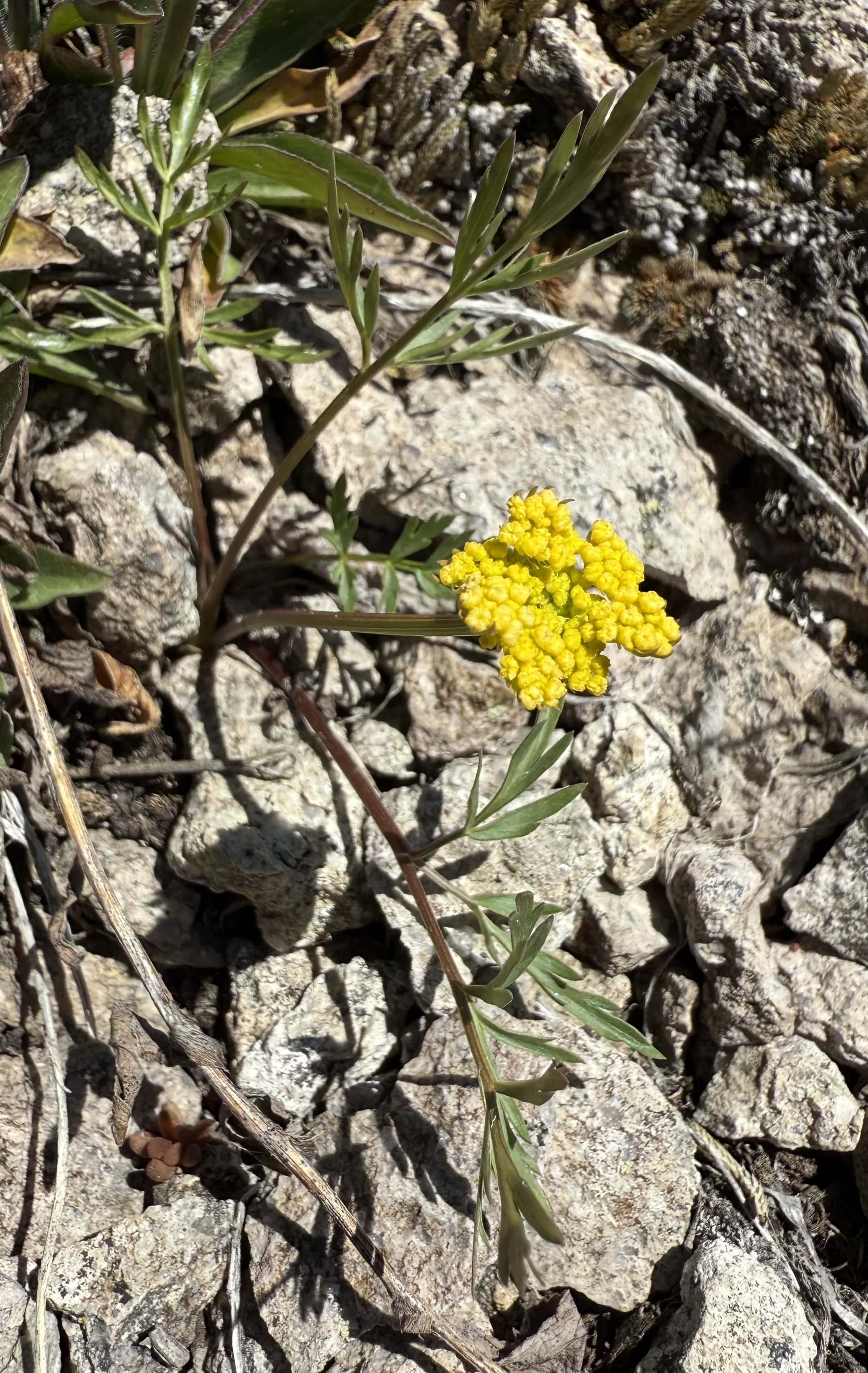 Mountain parsley, Cymopterus lemmonii, 5/11/26